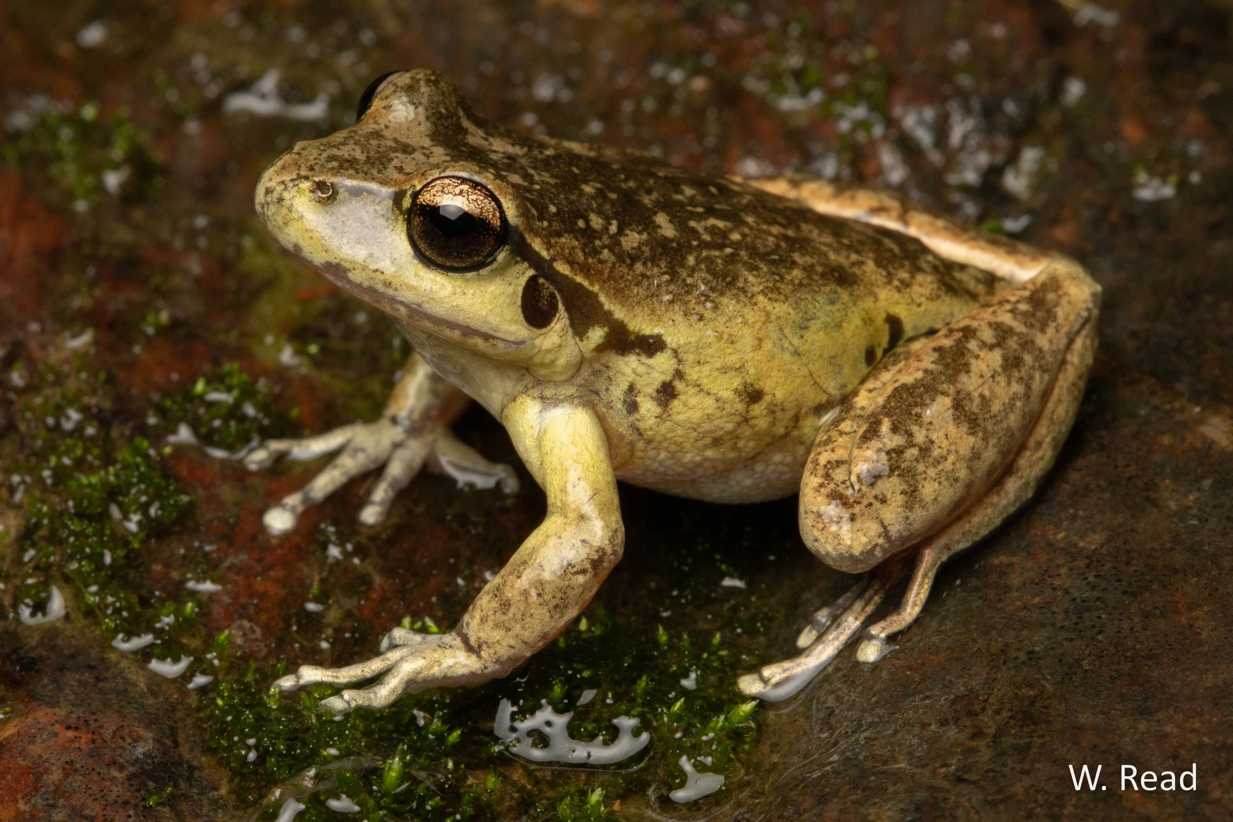 Litoria lesueuri. Canberra, ACT. 2020