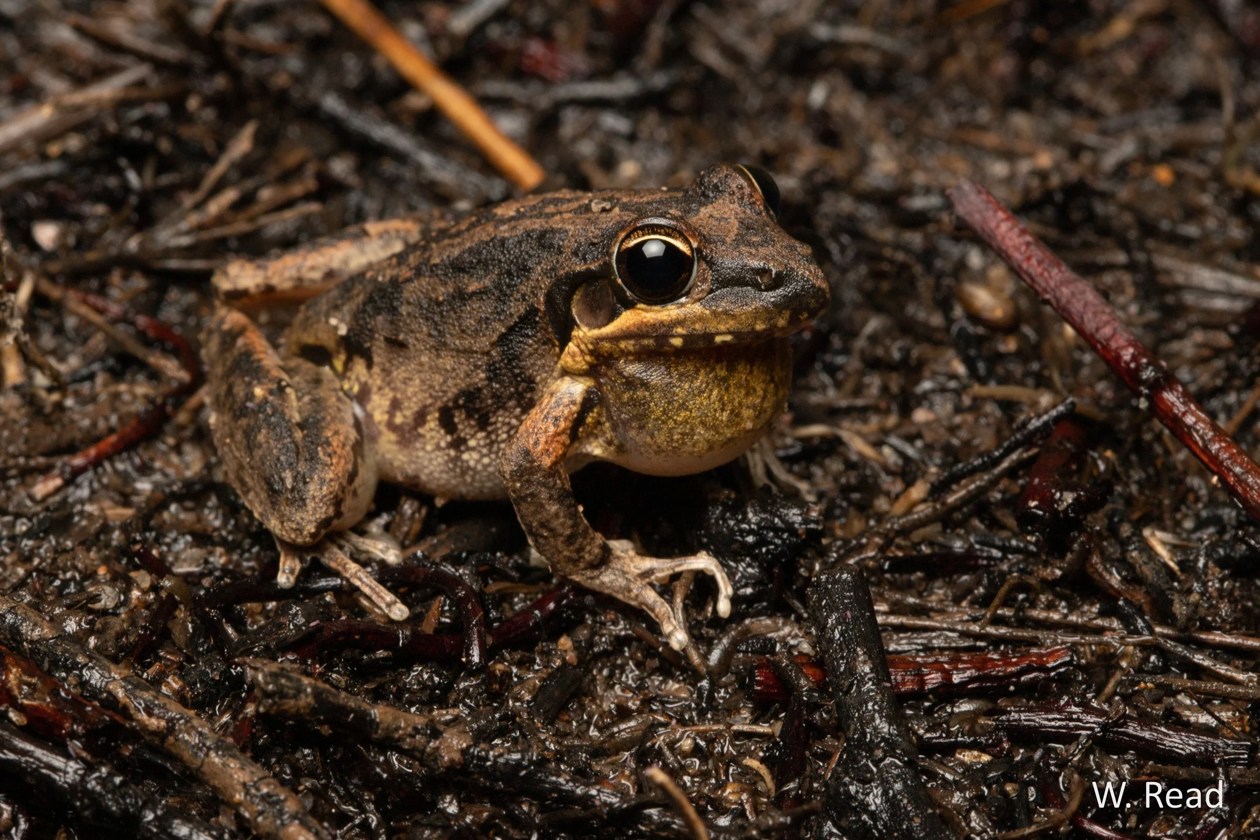 Litoria latopalmata. Narrabri, NSW. 2020