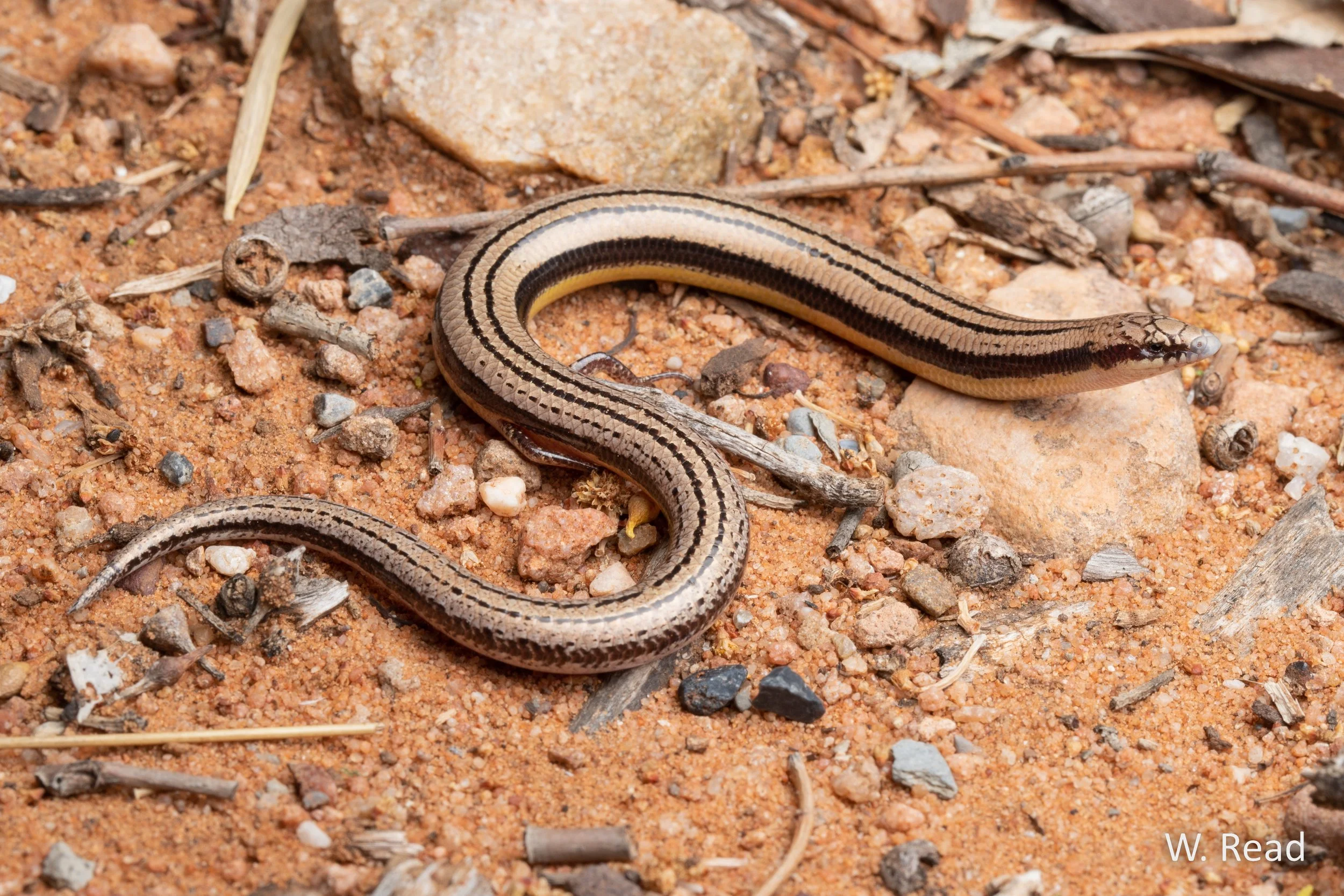 Lerista edwardsae. Southern Flinders Ranges, SA. 2023