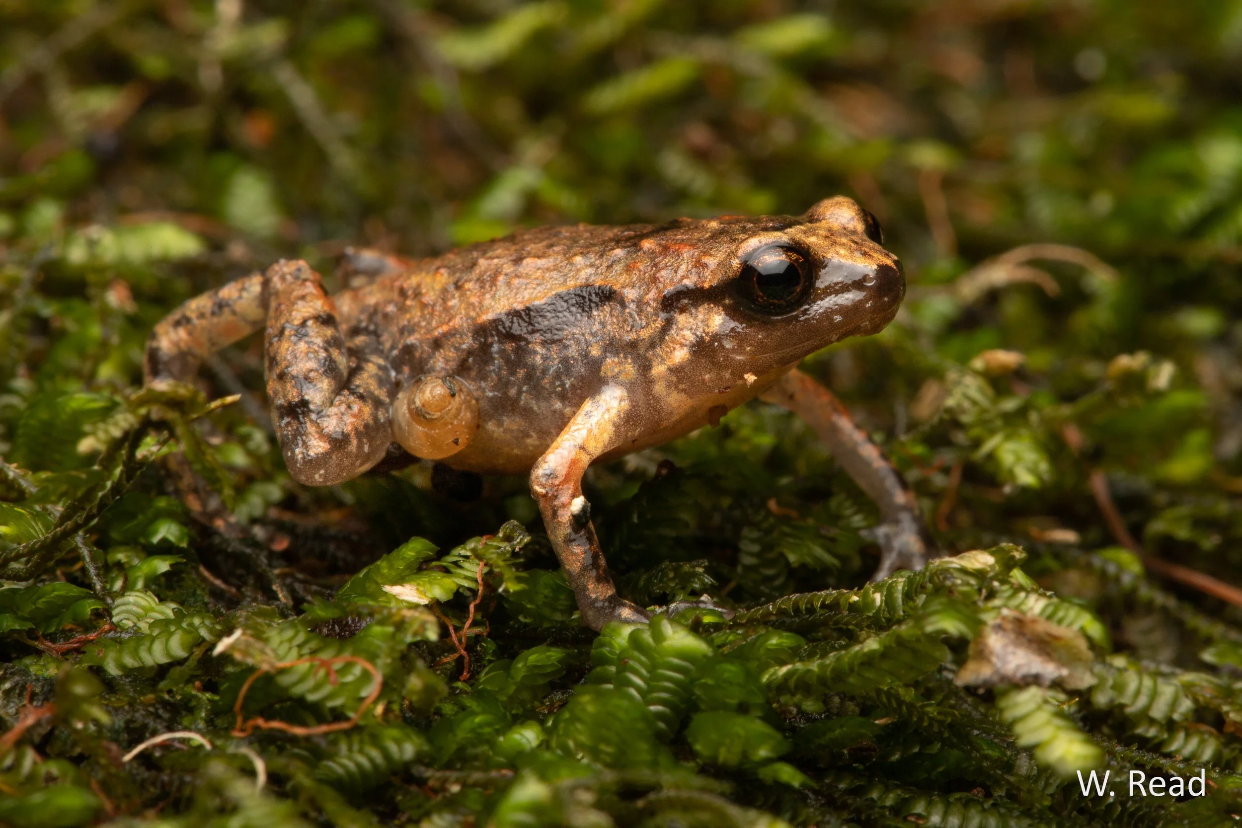 Cophixalus mcdonaldi. Mt Elliot, Qld. 2020