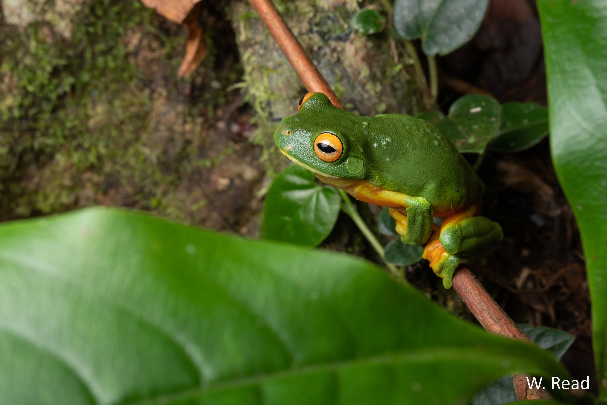 Litoria xanthomera. Kuranda, Qld. 2023