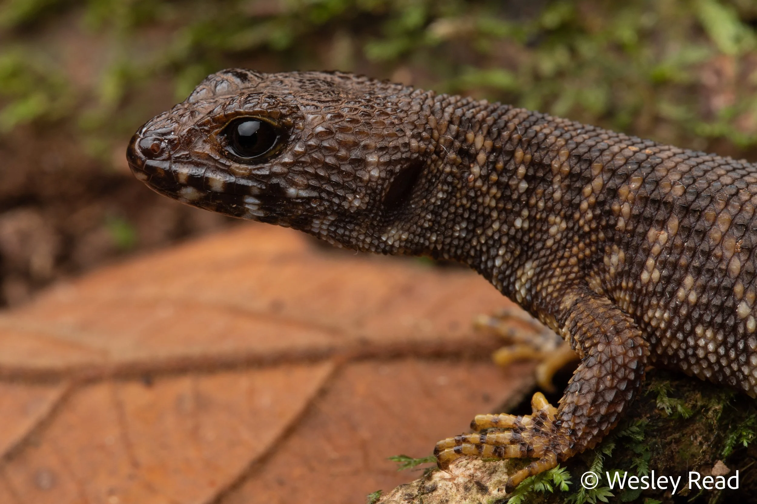 Concinnia queenslandiae. Upper Tully, Qld. 2023