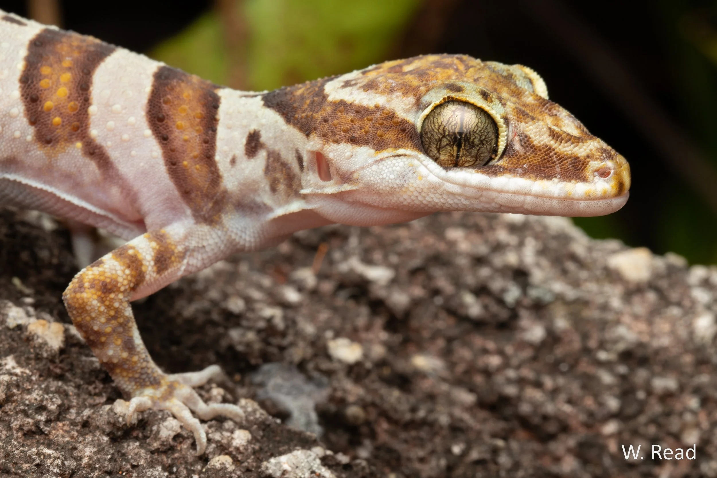 Cyrtodactylus tuberculatus. Black Mountain, Qld. 2021