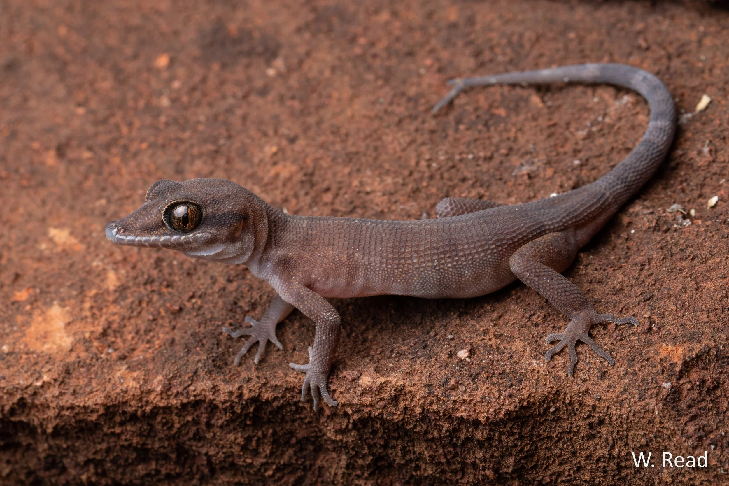 Heteronotia atra. Karratha, WA. 2022