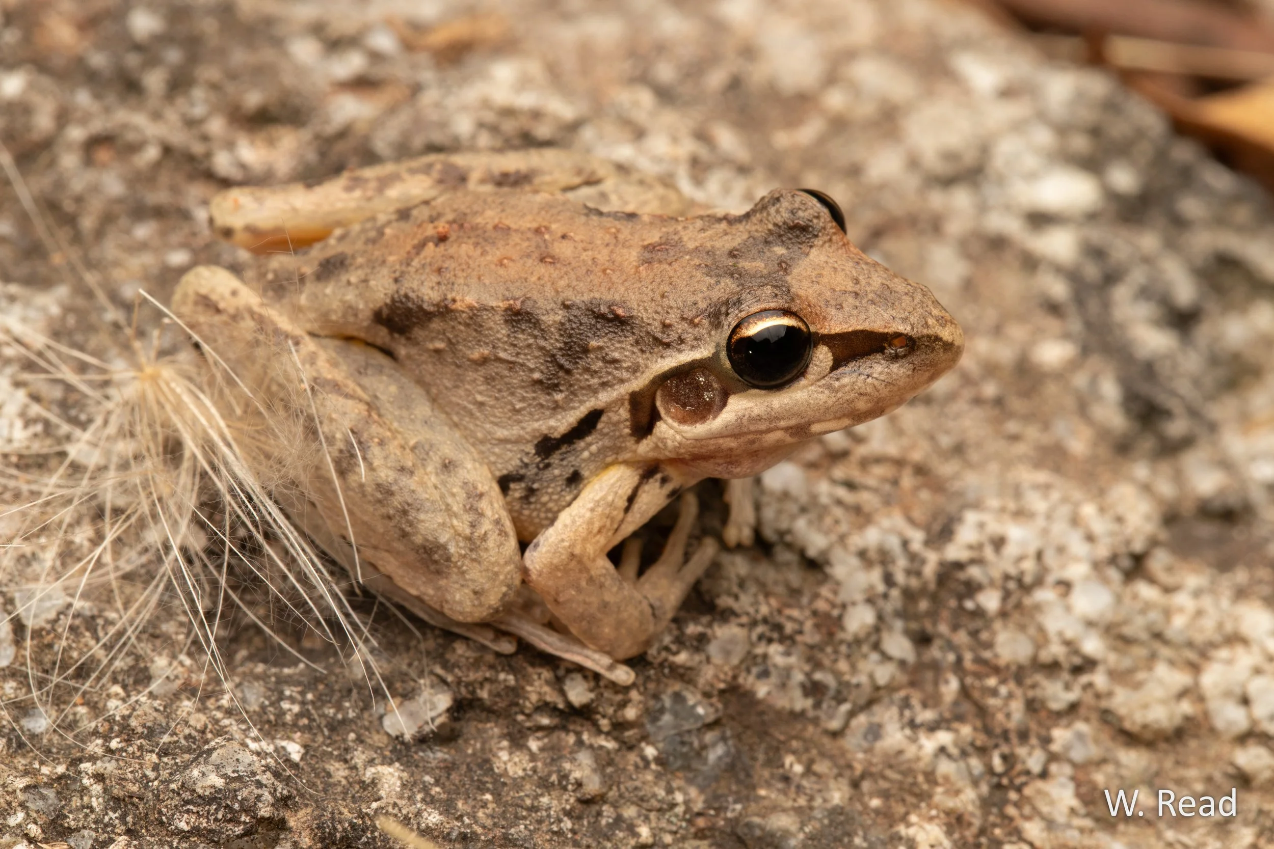 Litoria latopalmata. Jugiong, NSW. 2025