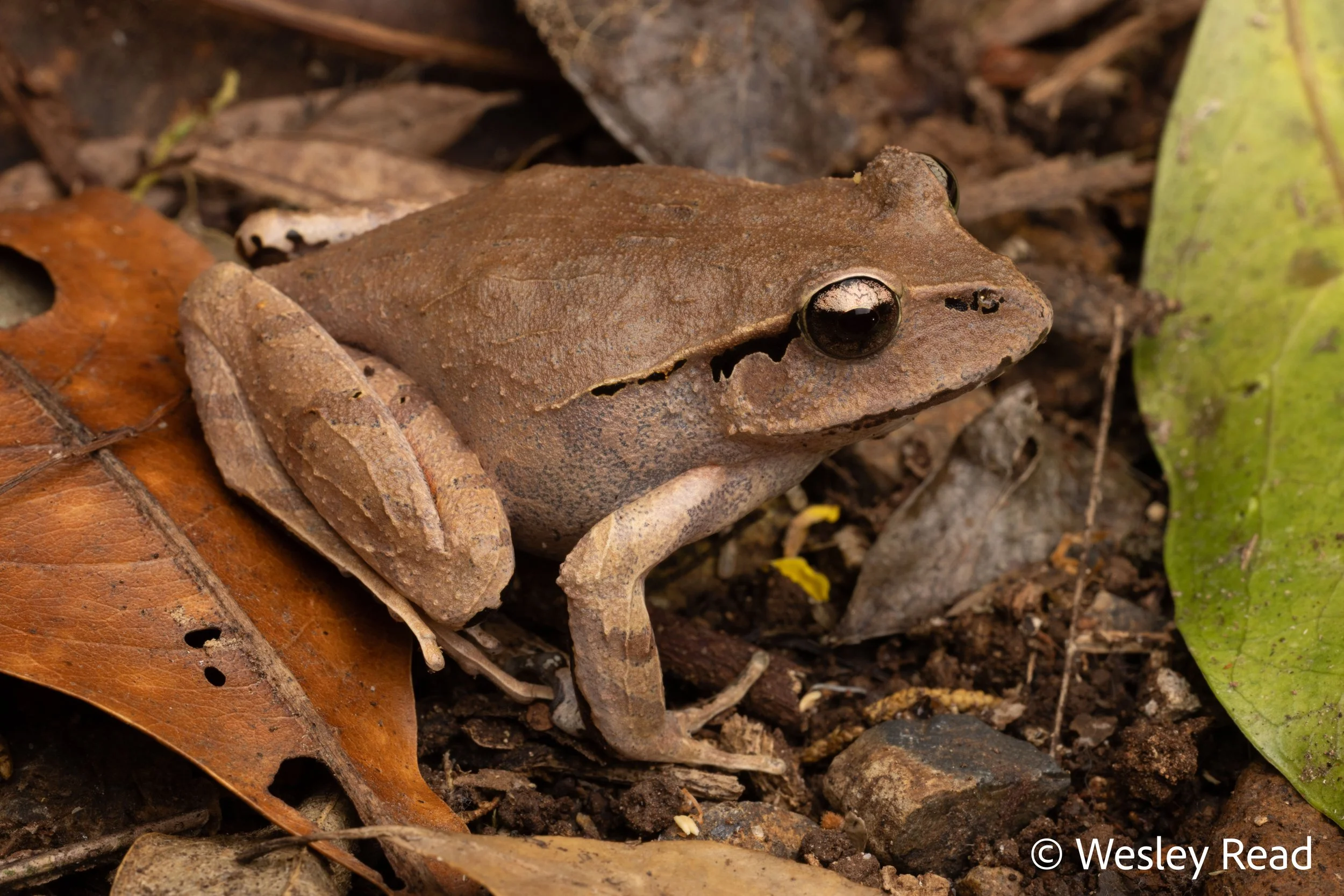 Platyplectrum fletcheri. Dorrigo, NSW. 2025