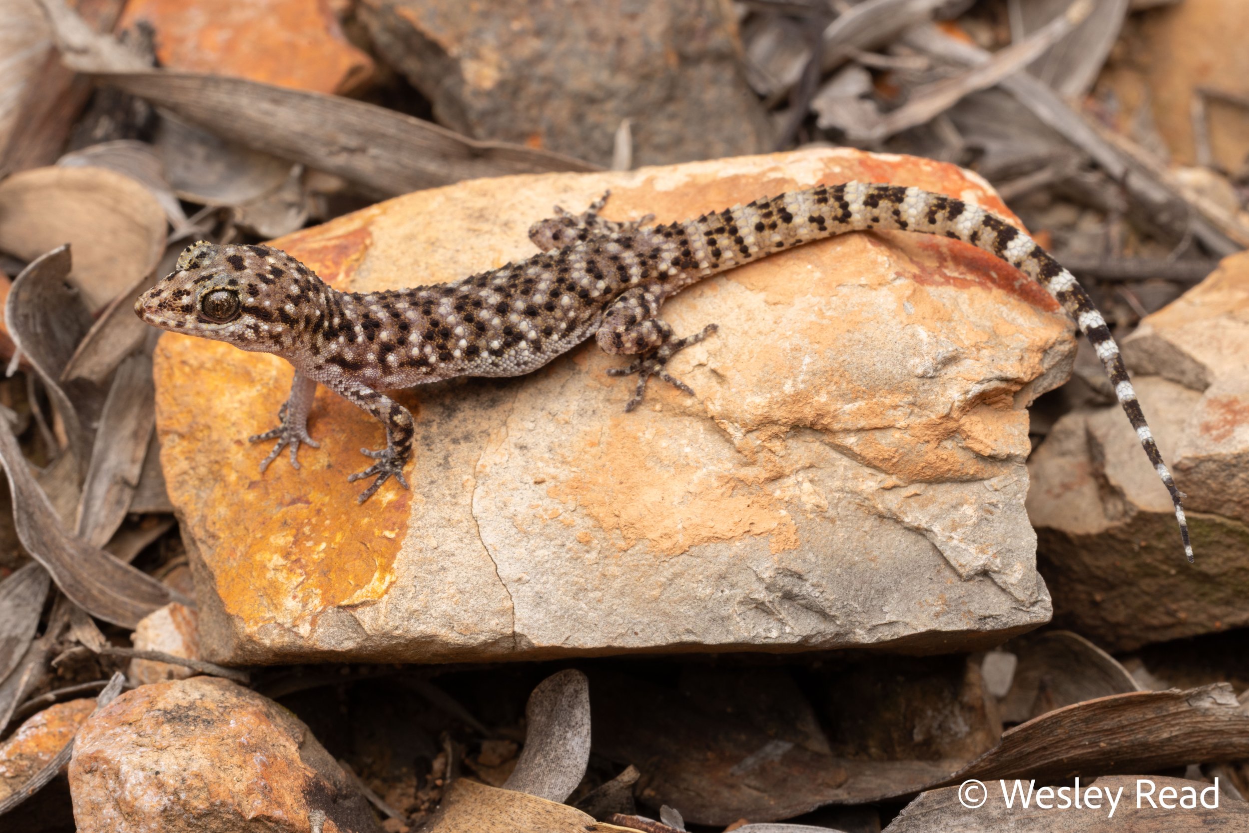 Heteronotia binoei. Minerva Hills, Qld. 2026