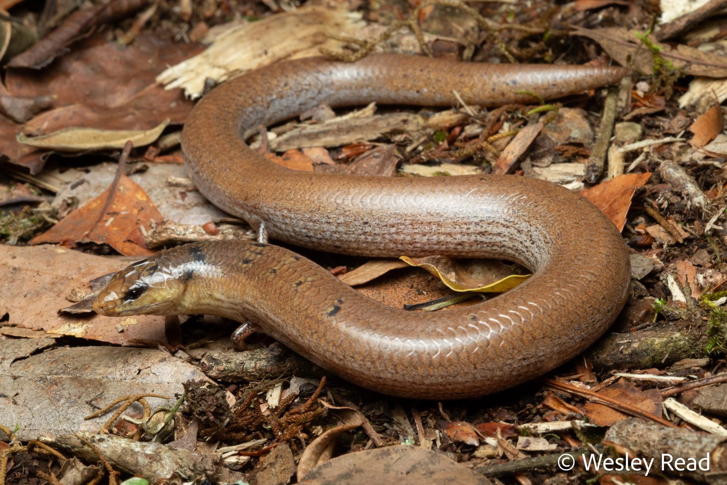 Saiphos reticulatus. Border Ranges, Qld. 2021