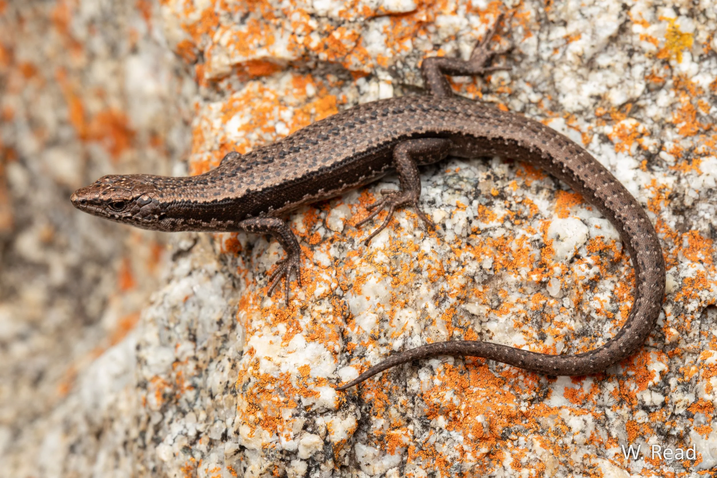 Carinascincus pretiosus. Binalong Bay, Tas. 2024