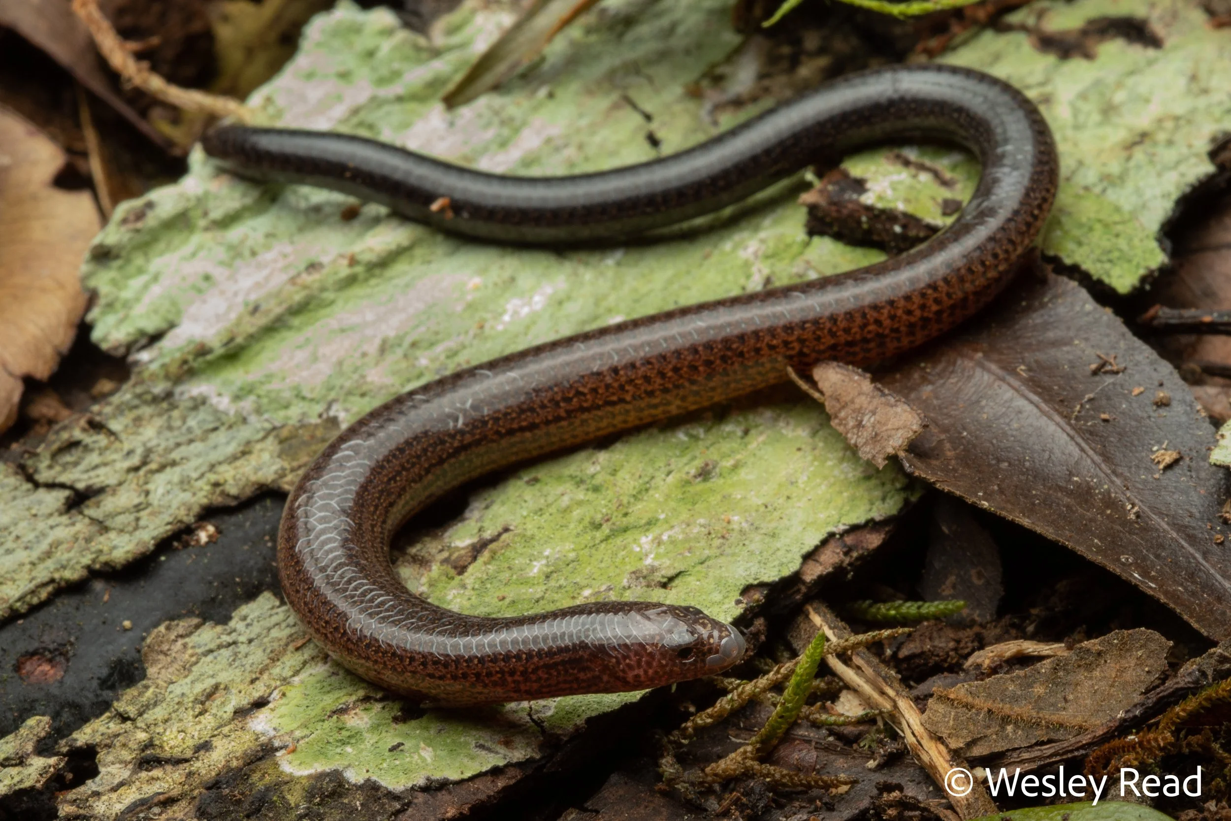 Saiphos truncatus. Border Ranges, Qld. 2021