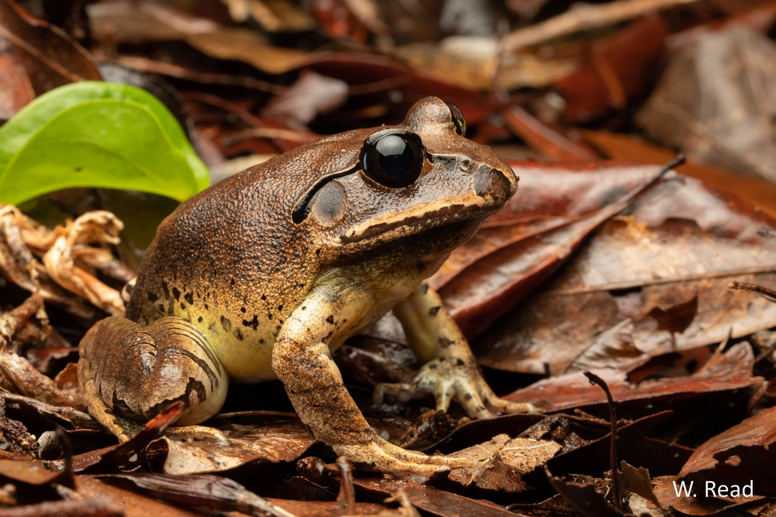 Mixophyes fasciolatus. Bunya Mountains, Qld. 2021