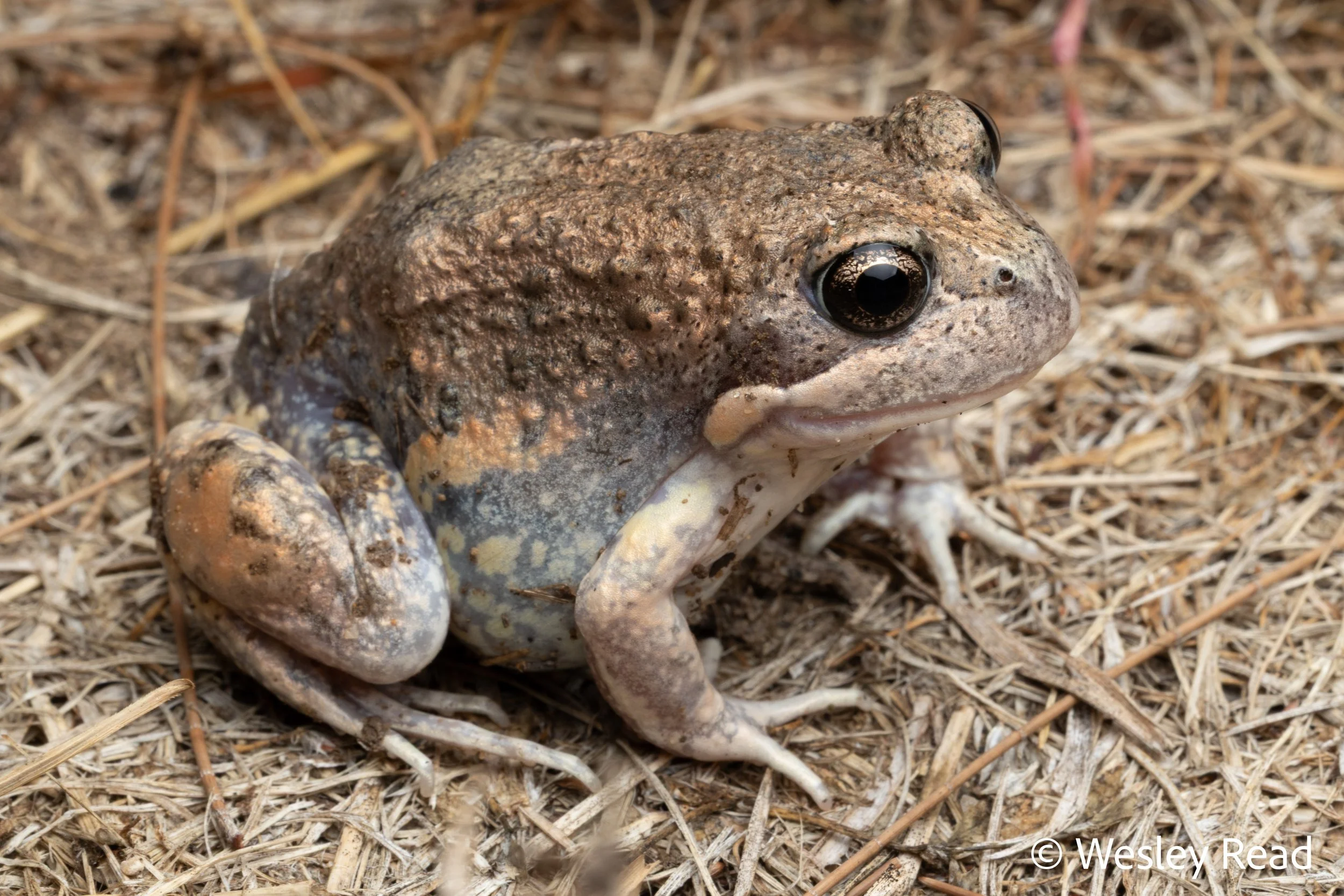 Limnodynastes dumerilii. Canberra, ACT. 2024