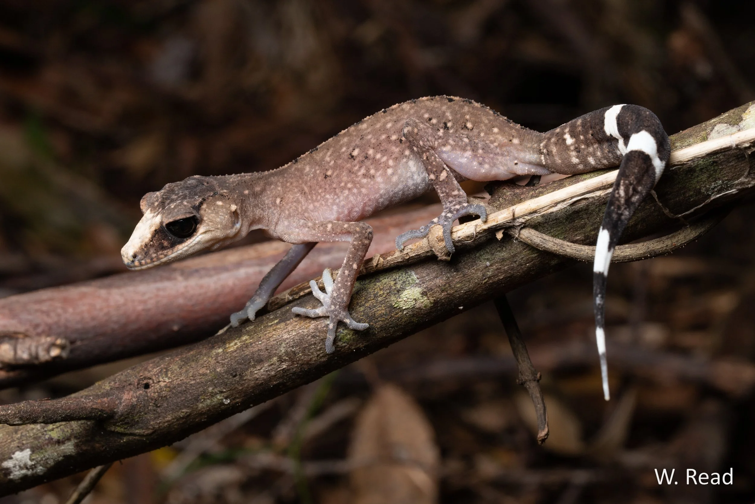 Carphodactylus laevis. Davies Creek, Qld. 2023
