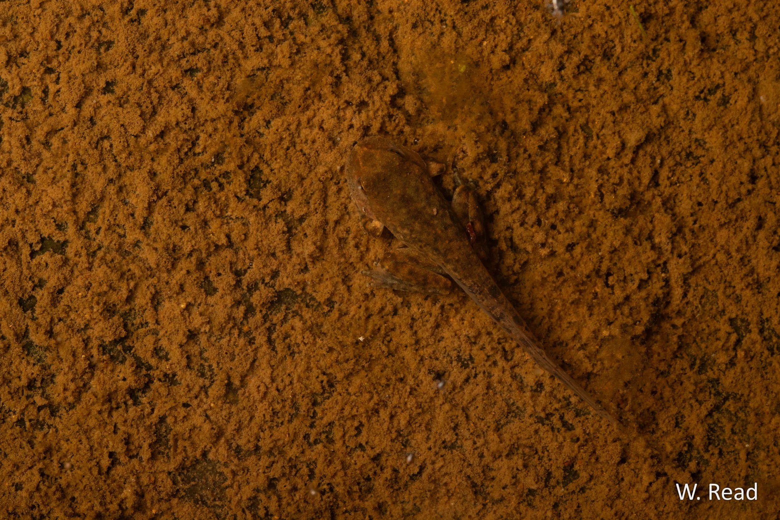 Litoria booroolongensis. Jugiong, NSW. 2025