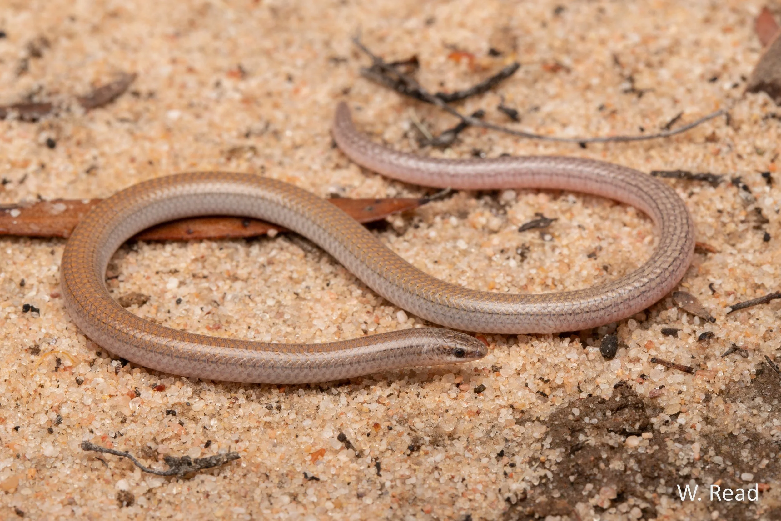 Aprasia aurita. Vic mallee. 2021