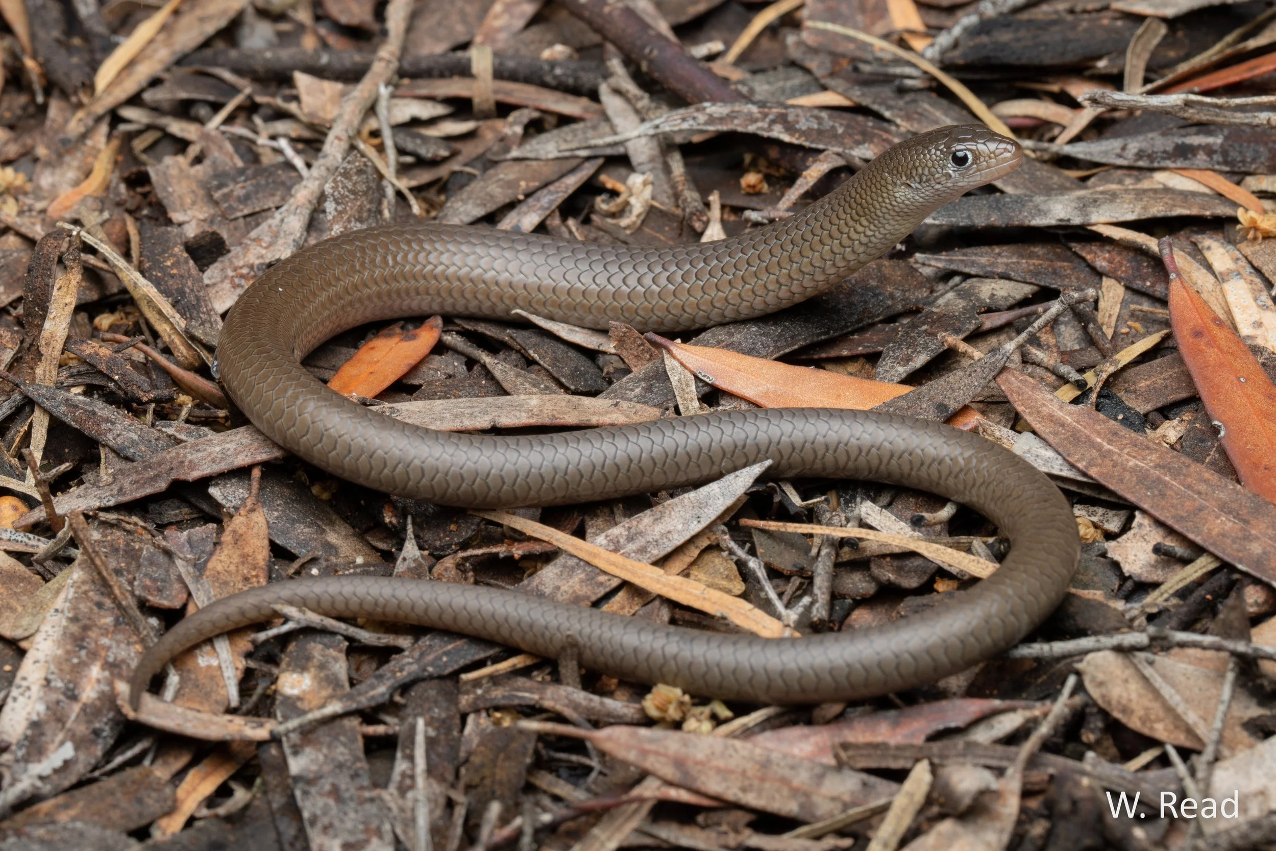 Delma butleri. Vic mallee. 2021