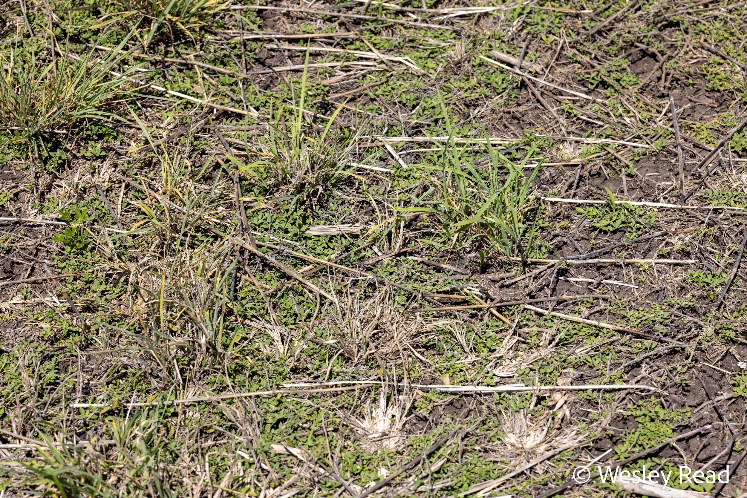 Tympanocryptis darlingensis. Millmerran, Qld. 2025