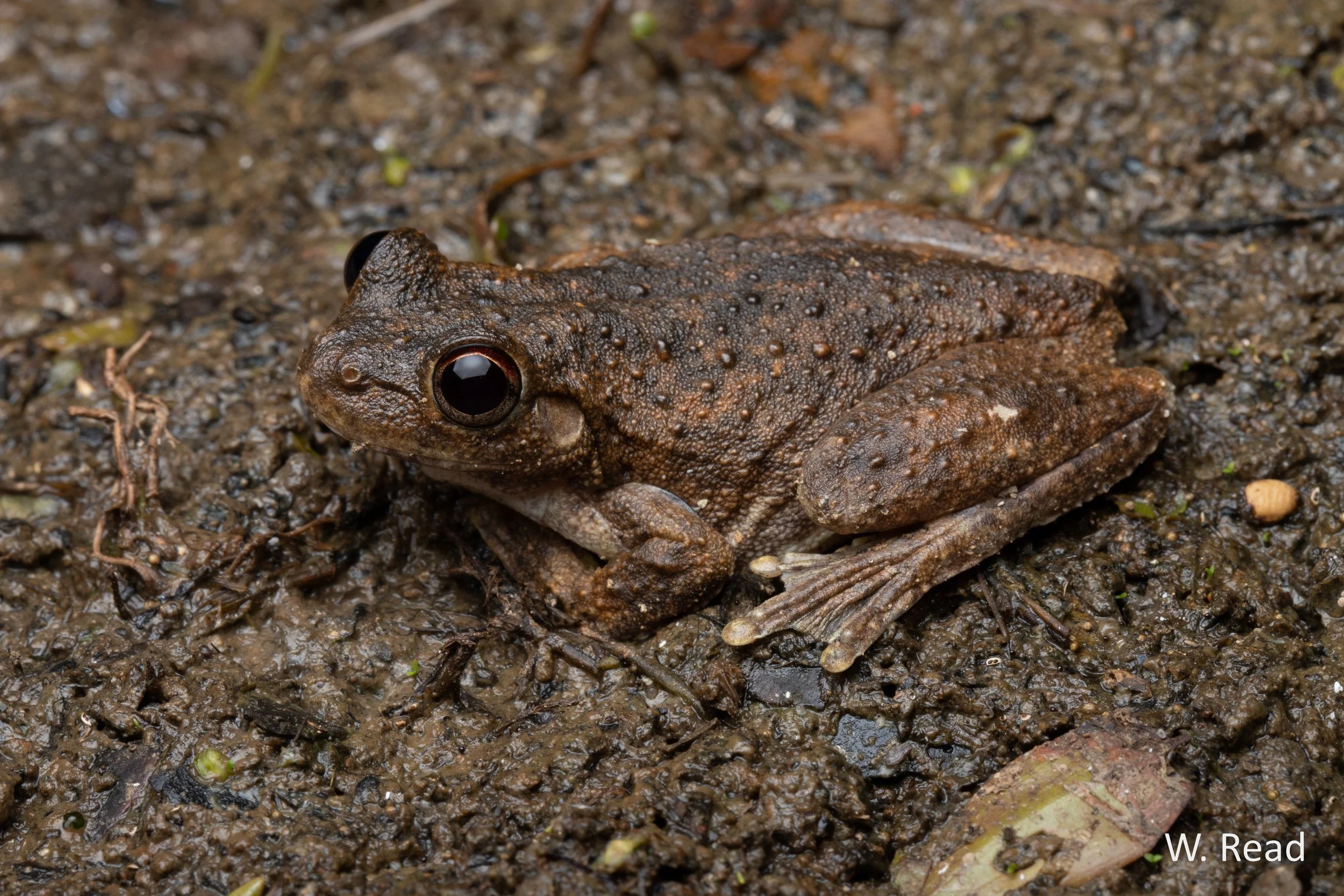 Litoria rothii. Georgetown, Qld. 2022