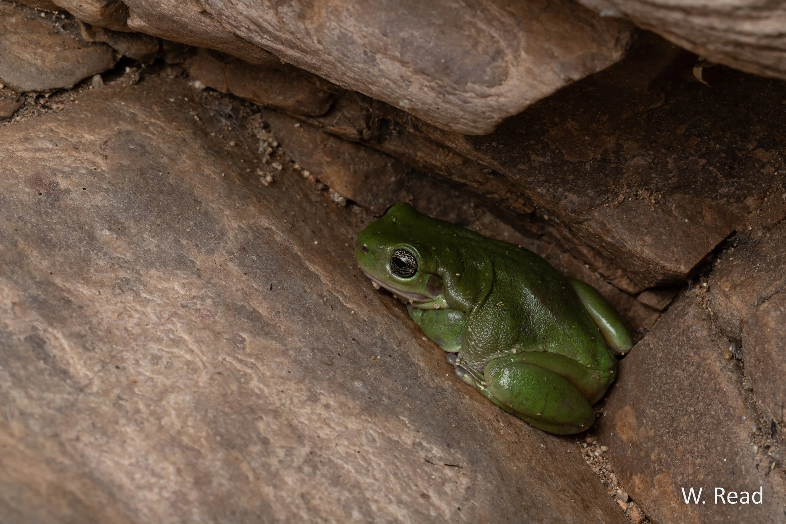 Litoria gilleni. West Macs, NT. 2023
