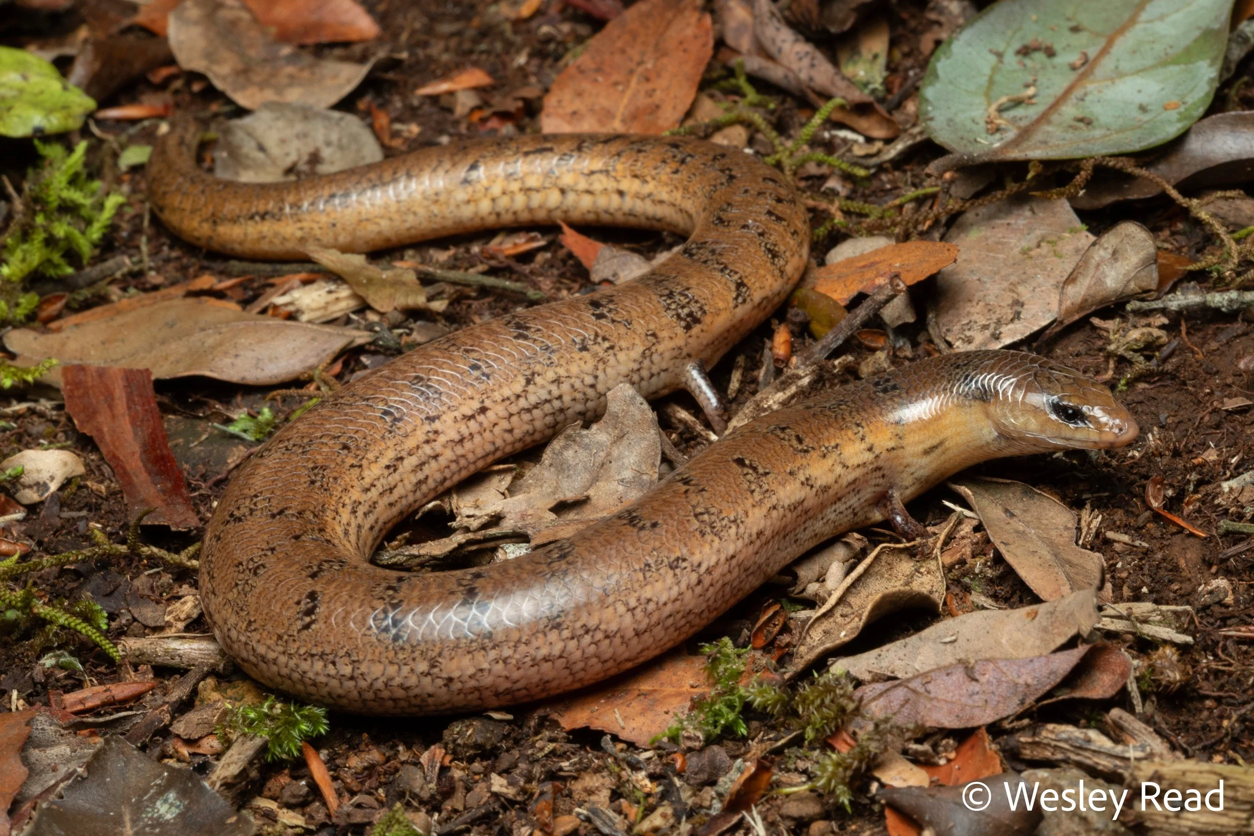 Saiphos reticulatus. Border Ranges, Qld. 2021
