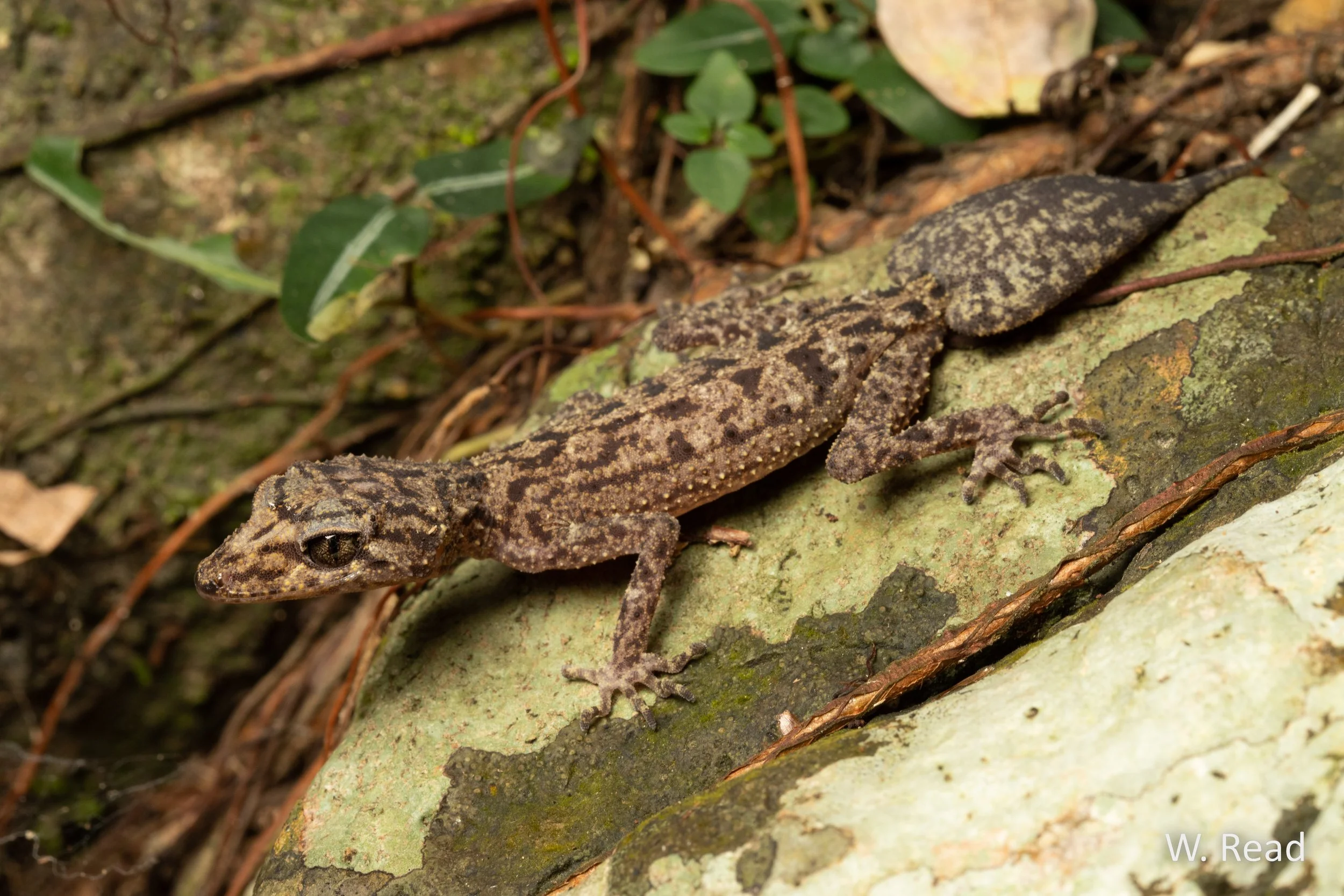 Phyllurus ossa. Mt Dryander, Qld. 2021