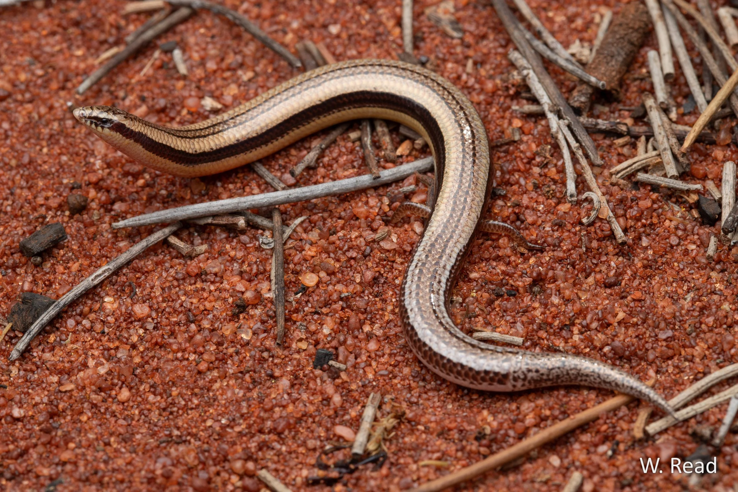 Lerista uniduo. Billabong Roadhouse, WA. 2024
