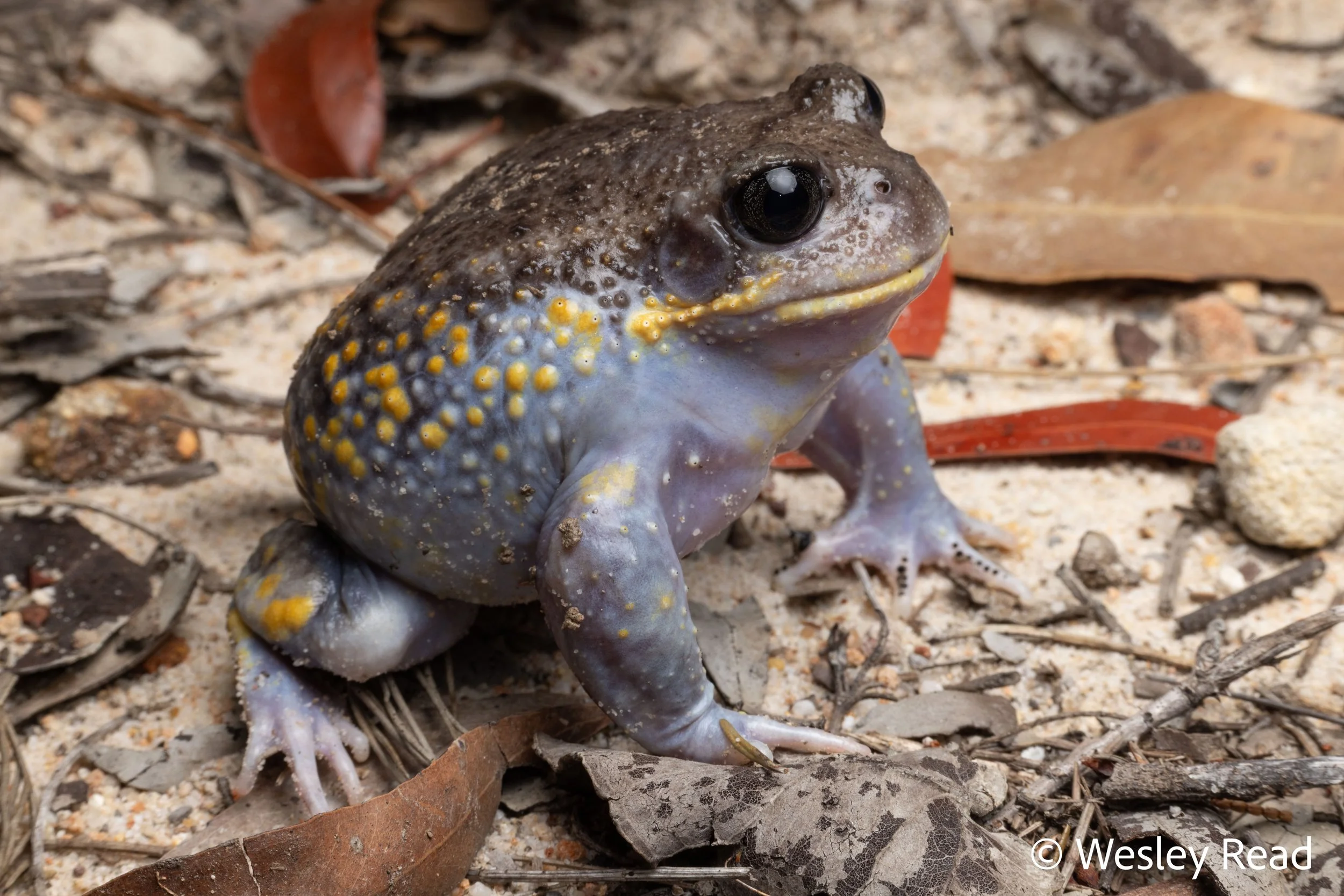 Heleioporus australiacus. Central Coast, NSW. 2025