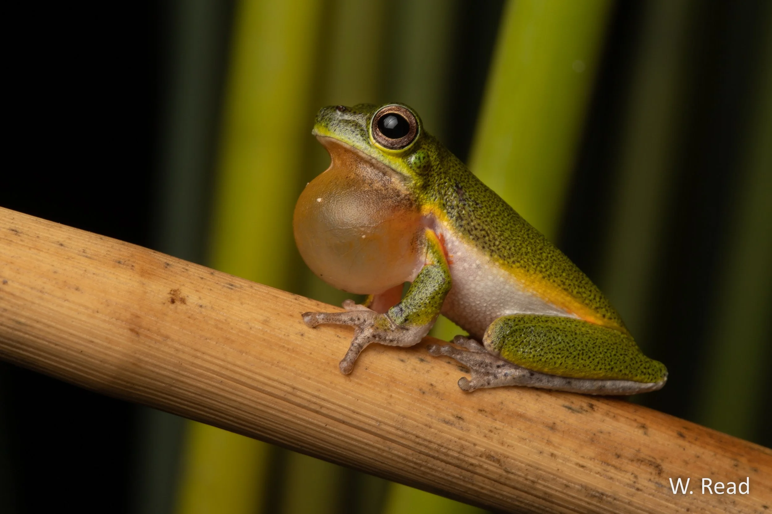 Litoria cooloolensis. Rainbow Beach, Qld. 2019