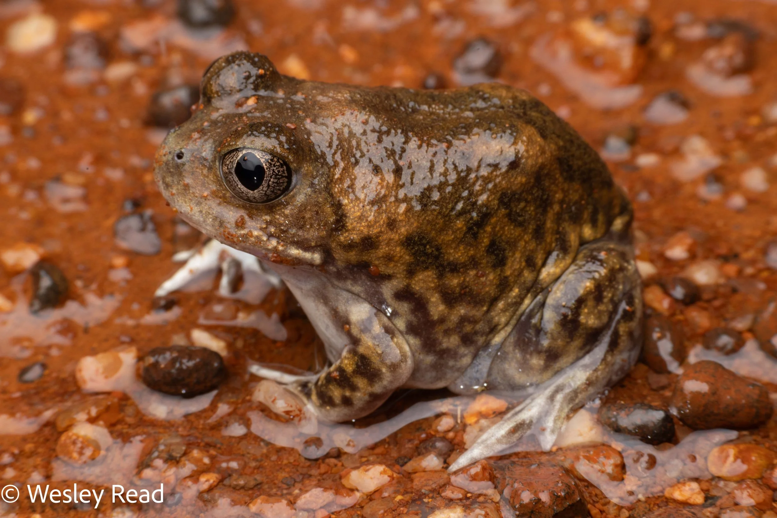 Neobatrachus sutor. Paynes Find, WA. 2025