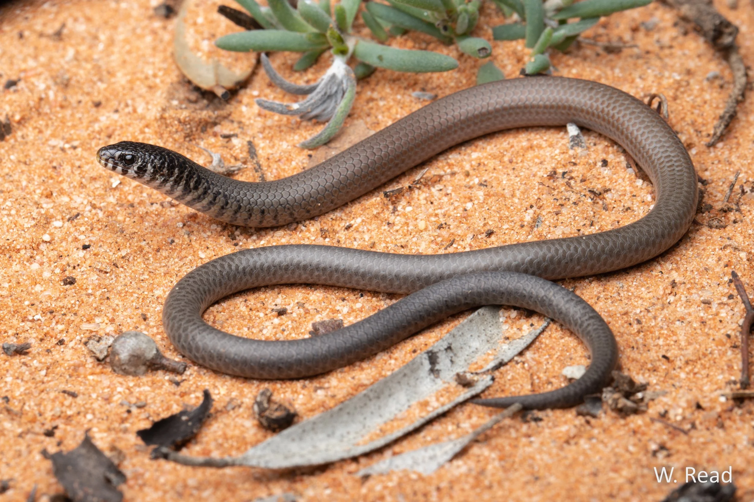 Delma australis. Hattah, Vic. 2022