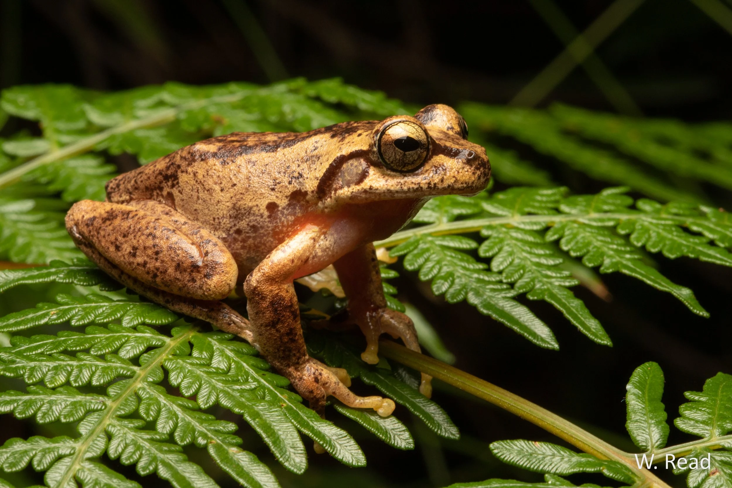 Litoria littlejohni. Central Coast, NSW. 2020