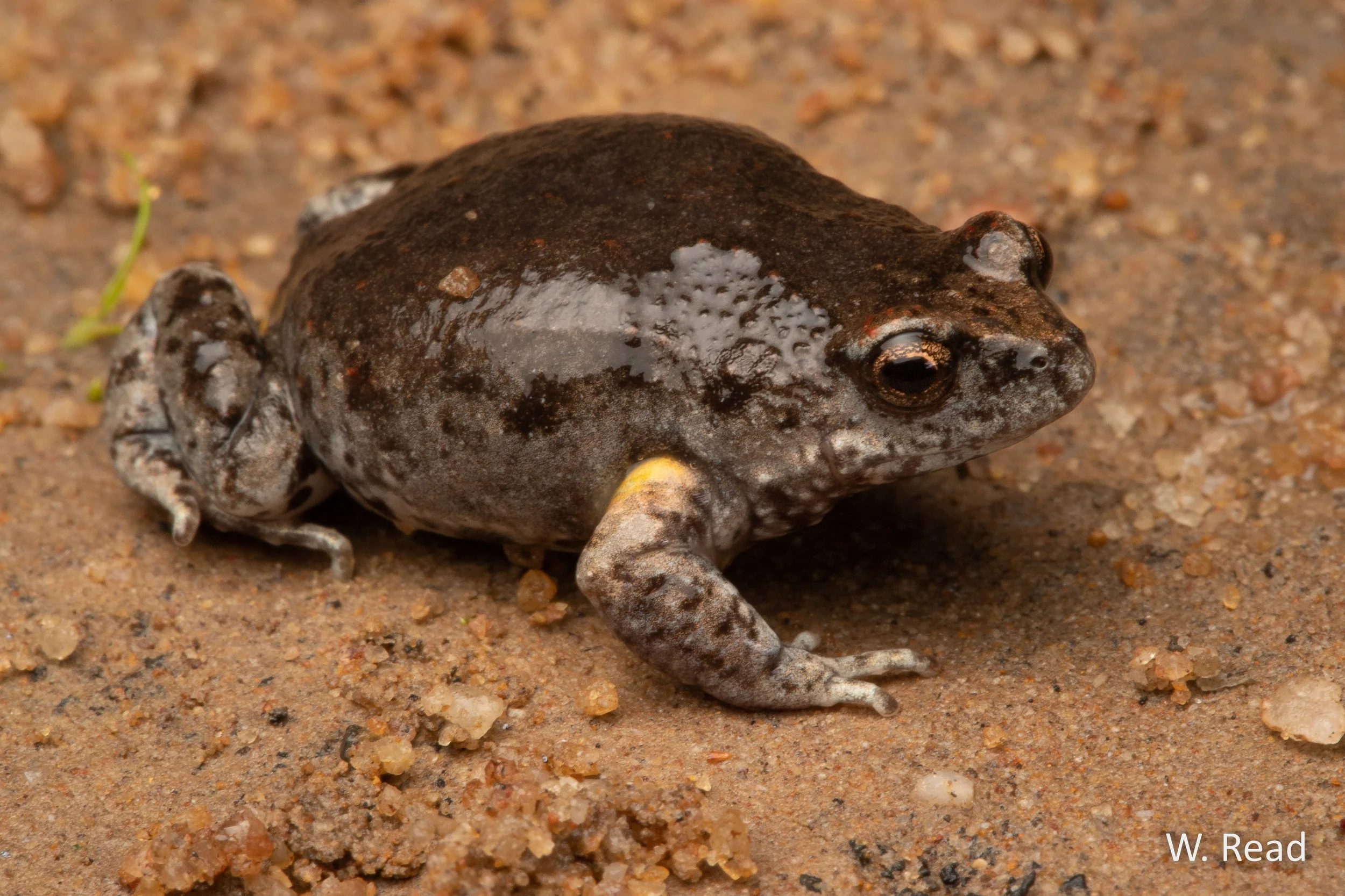 Pseudophryne bibronii. Pilliga Scrub, NSW. 2020