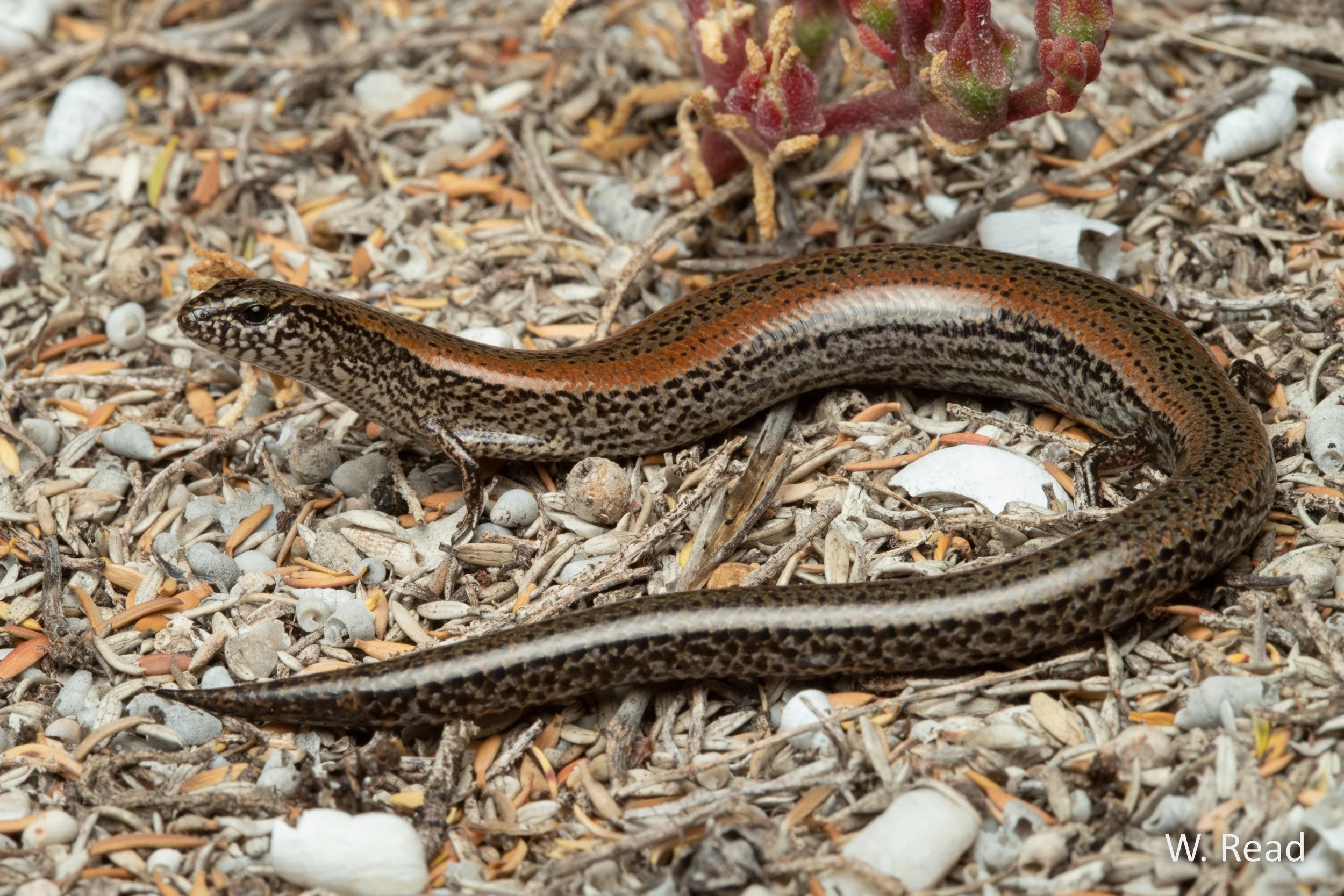 Hemiergis peronii. Parham, SA. 2020