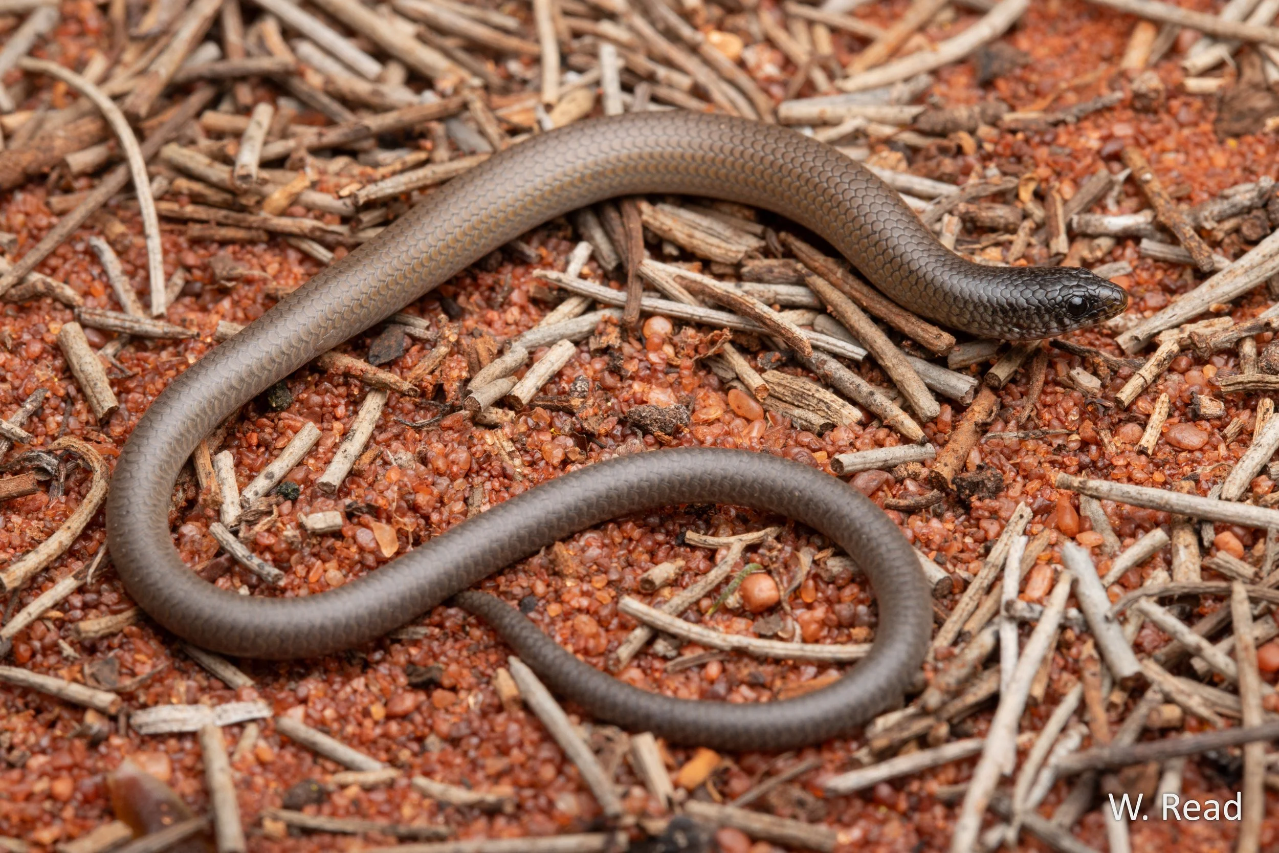 Delma australis. Billabong Roadhouse, WA. 2024
