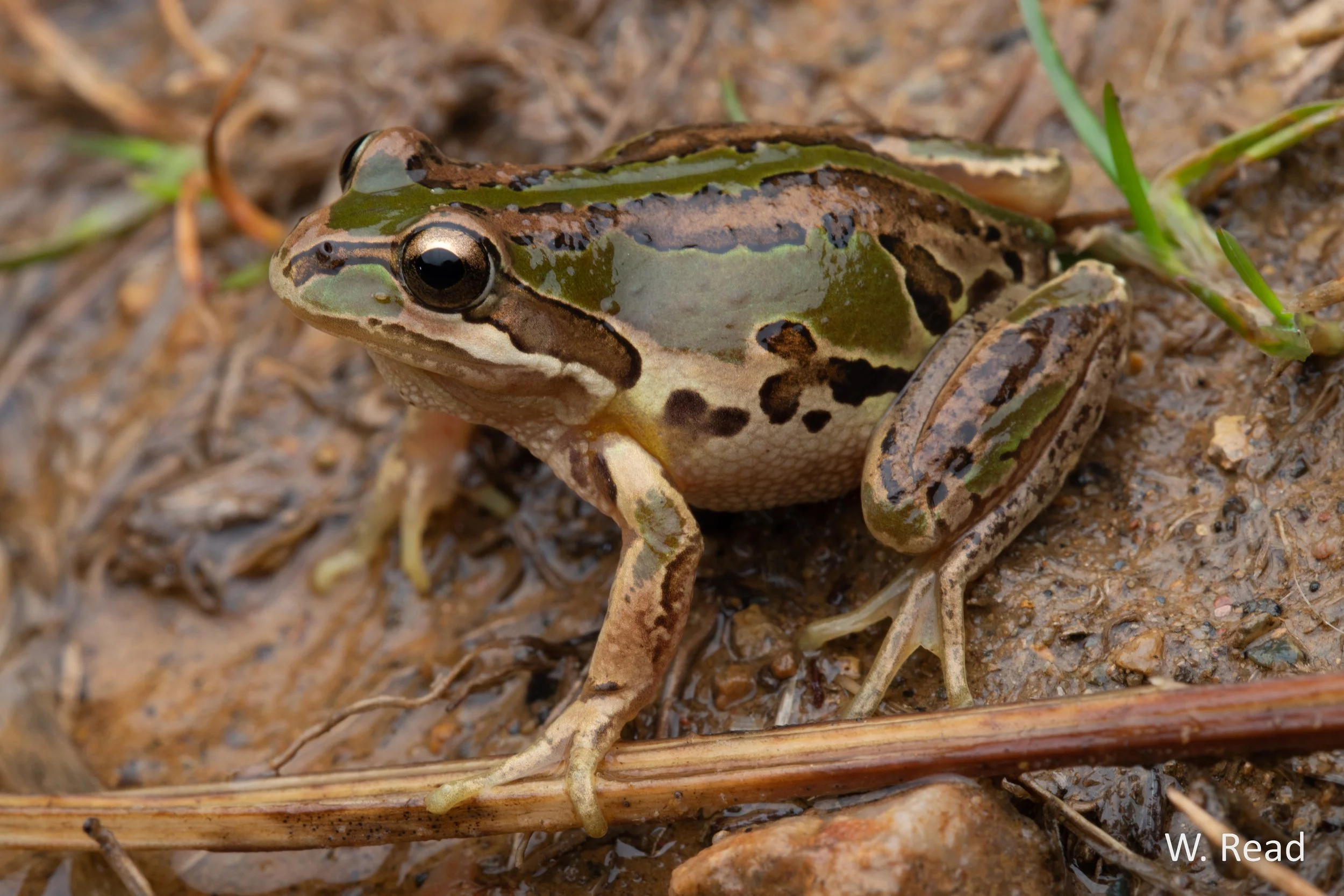 Litoria verreauxii. Namadgi NP, ACT. 2024