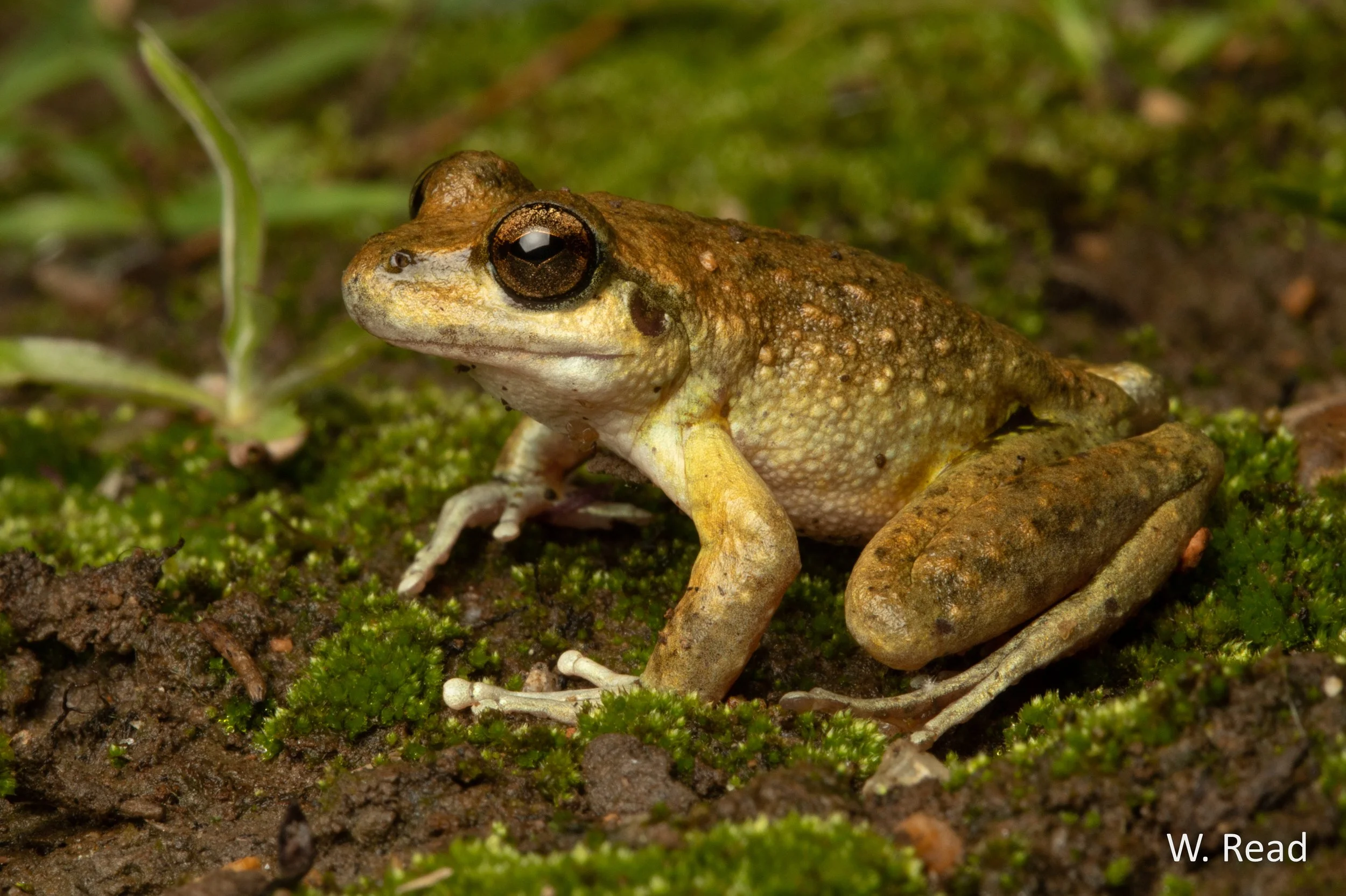 Litoria booroolongensis. Bathurst, NSW. 2020