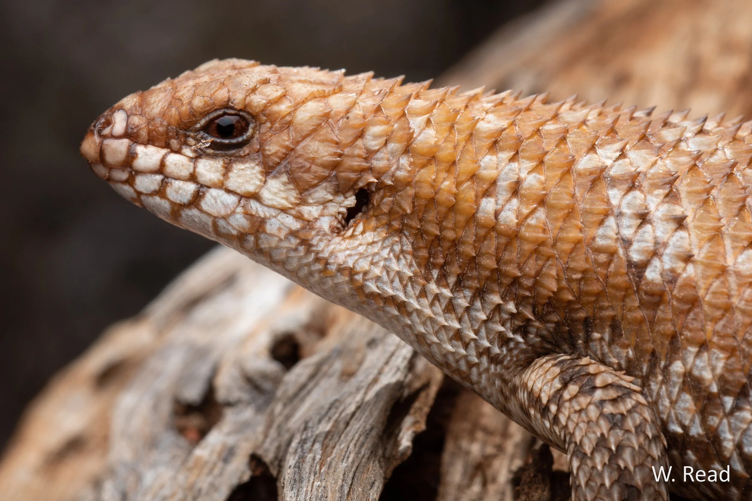 Egernia depressa. Newman area, WA. 2022