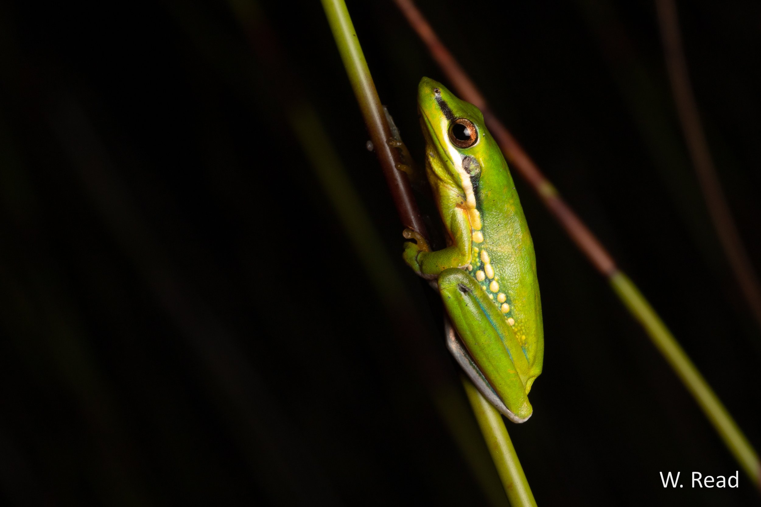 Litoria olongburensis. Rainbow Beach, Qld. 2019