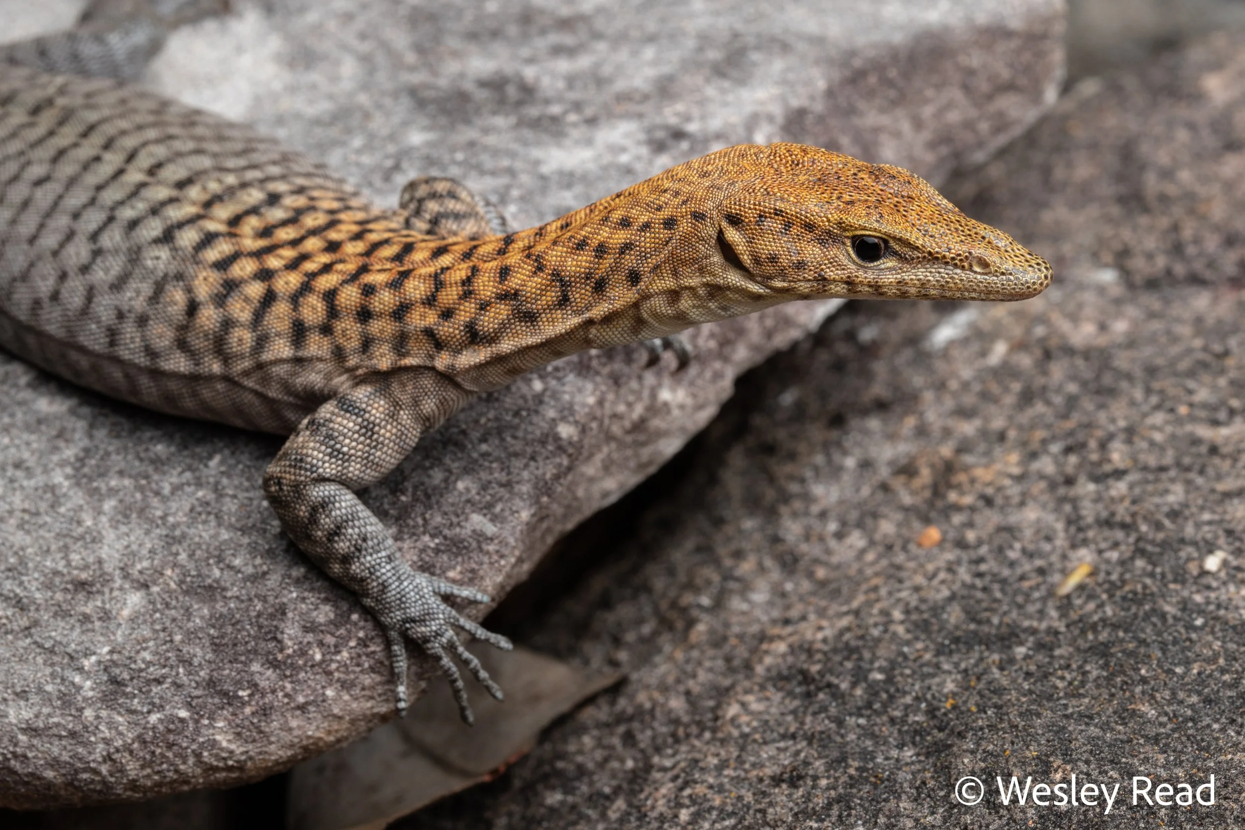 Varanus umbra. Gregory Range, Qld. 2023