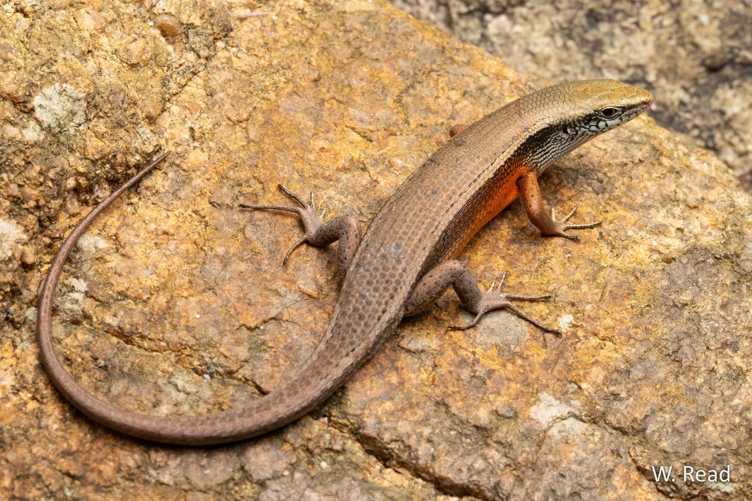 Carlia schmeltzii. Scawfell Island, Qld. 2025