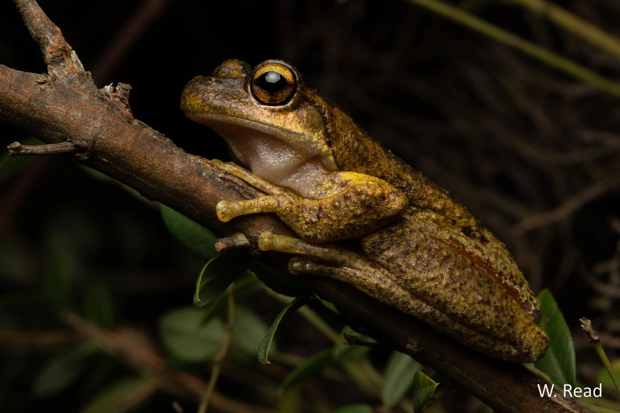 Litoria watsoni. Barren Grounds, NSW. 2020