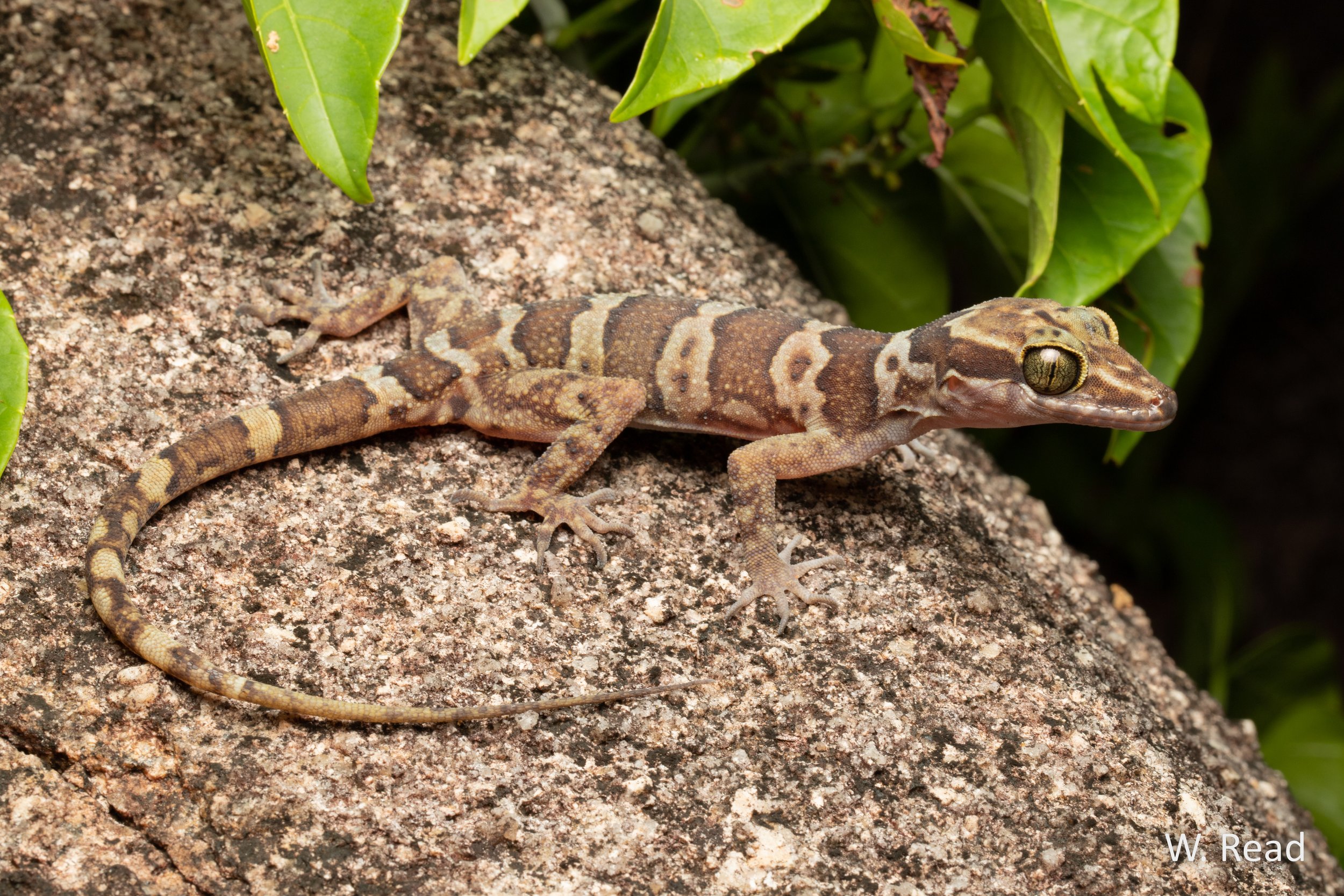 Cyrtodactylus hoskini. Iron Range, Qld. 2021