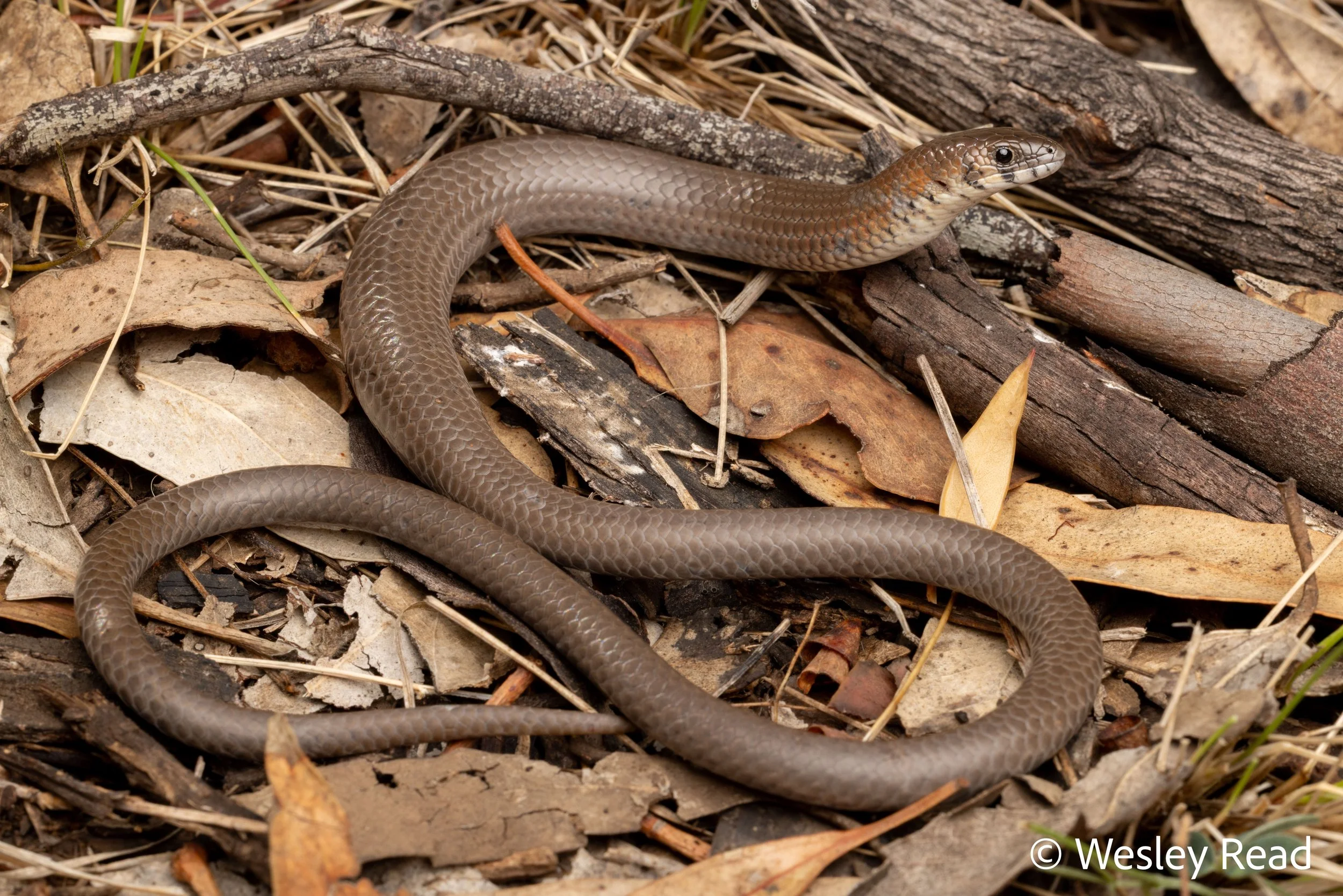 Delma plebeia. Mt Kaputar, NSW. 2025