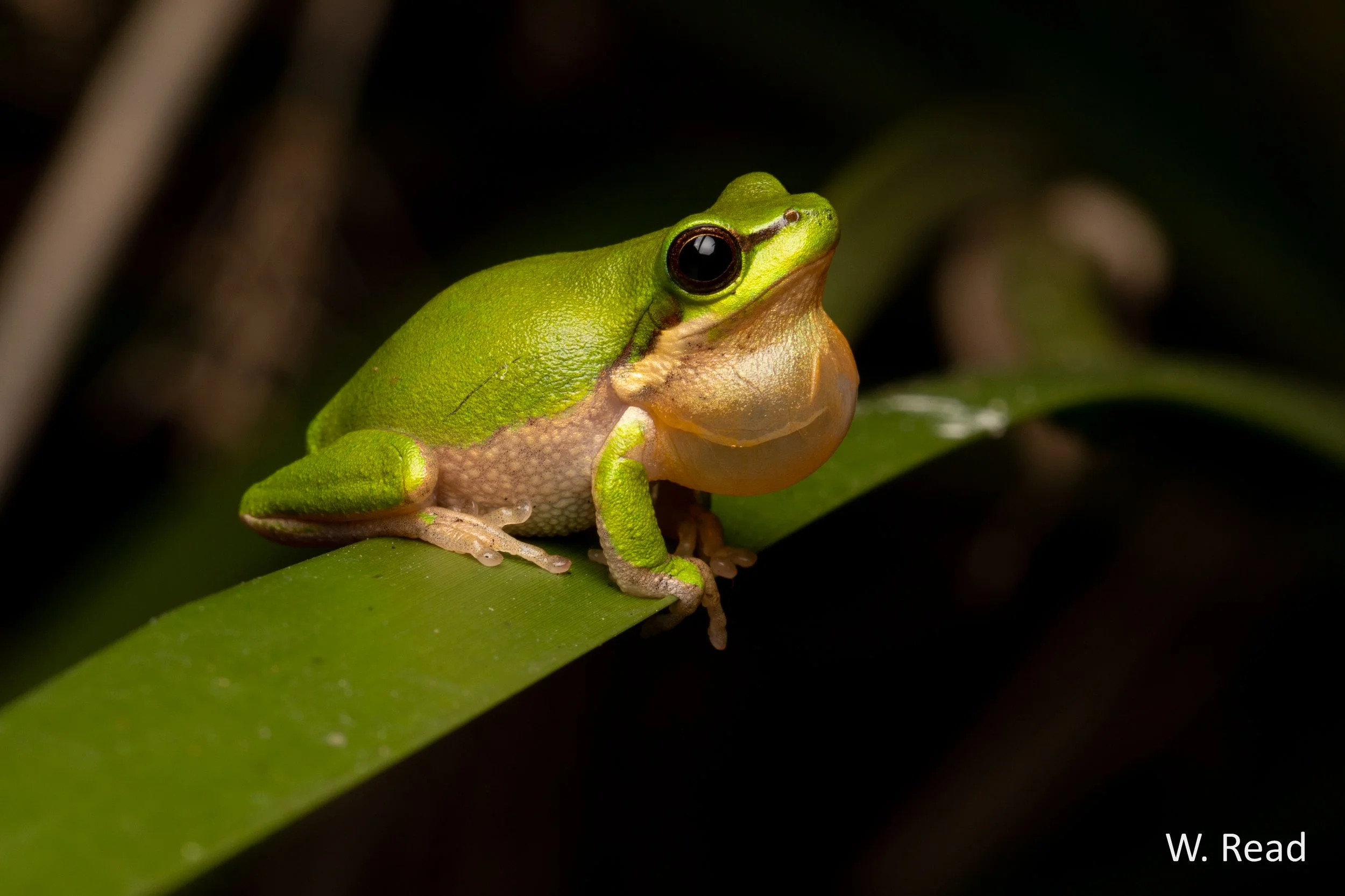 Litoria fallax. Kroombit Tops NP, Qld. 2021