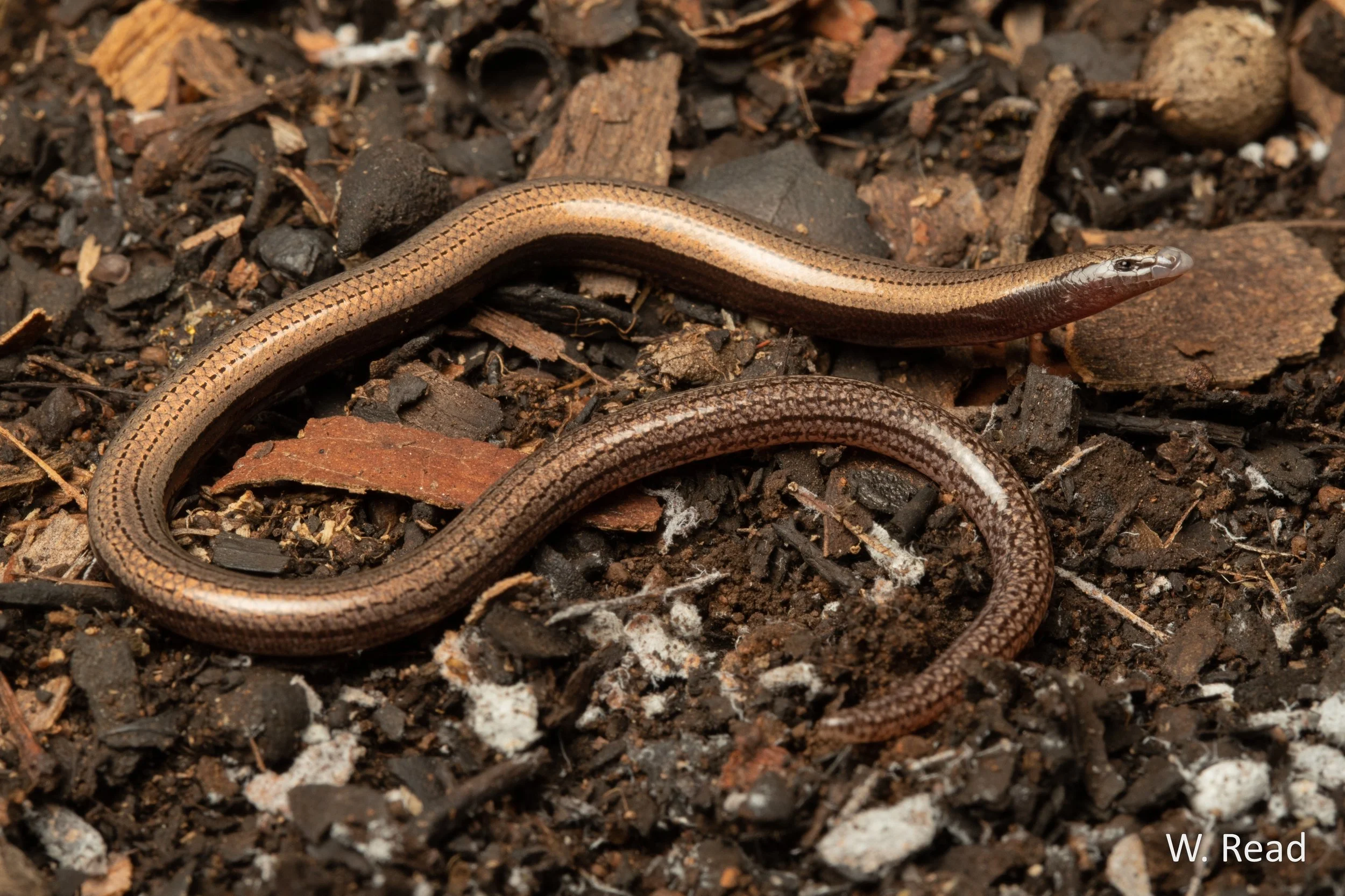 Lerista vanderduysi. Blackbraes NP, Qld. 2021