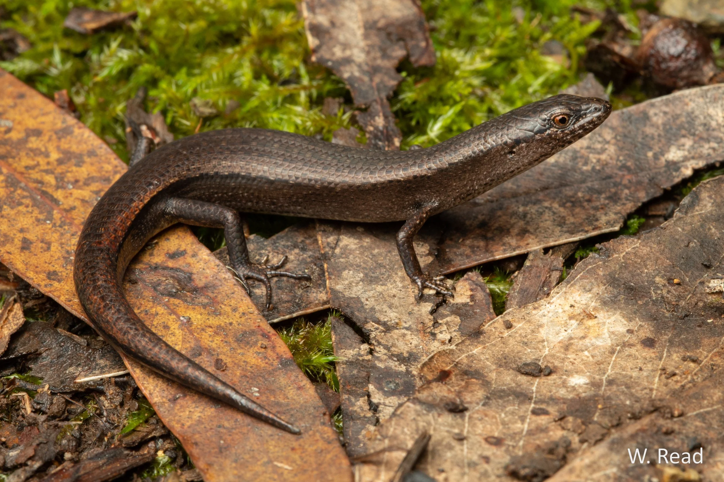 Saproscincus mustelinus. Ebor, NSW. 2020