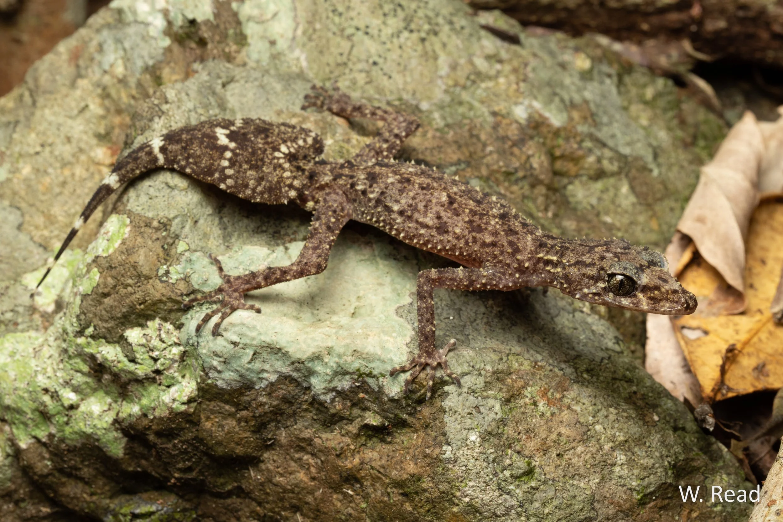 Phyllurus ossa. Mt Dryander, Qld. 2021