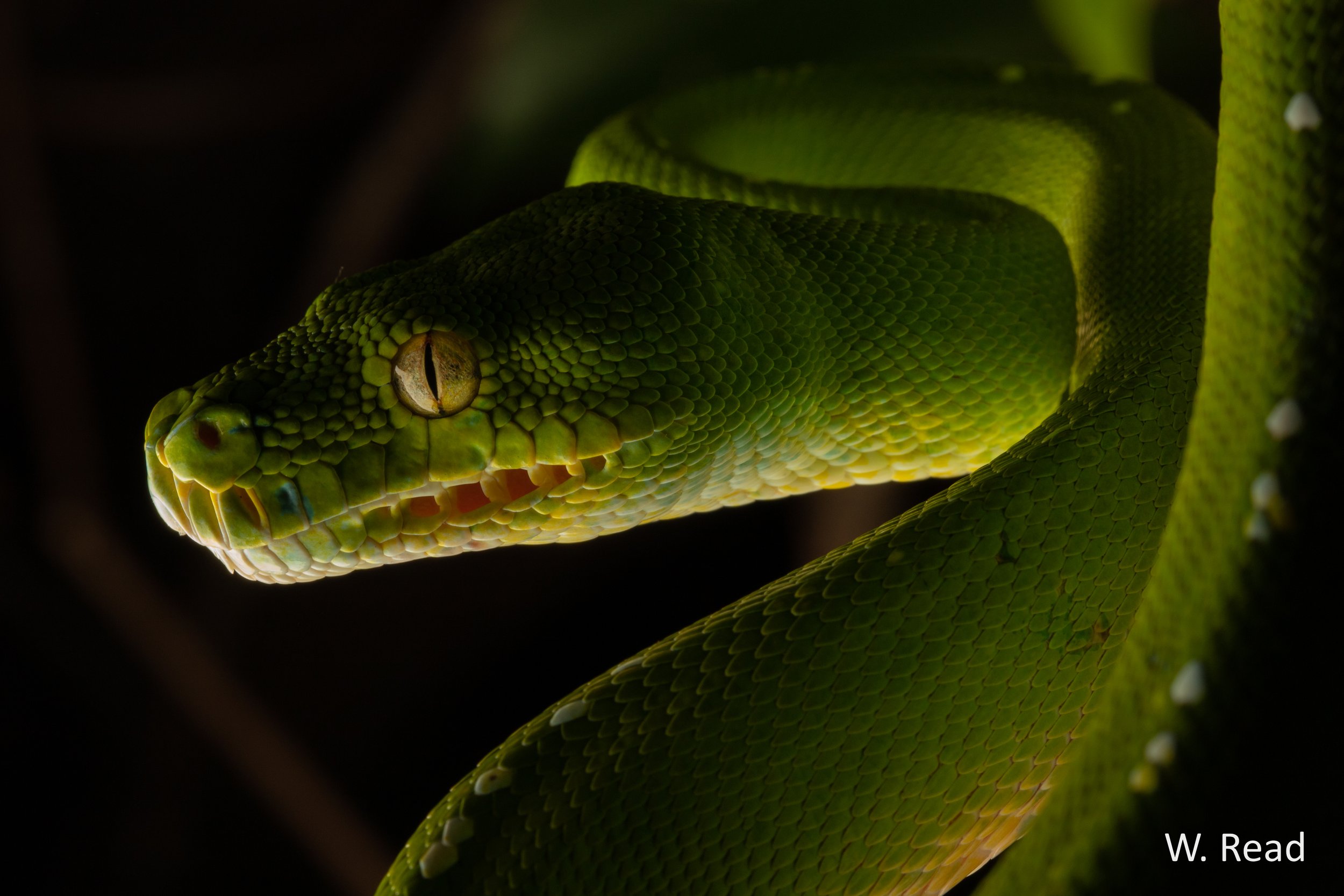 Morelia viridis. Iron Range, Qld. 2021