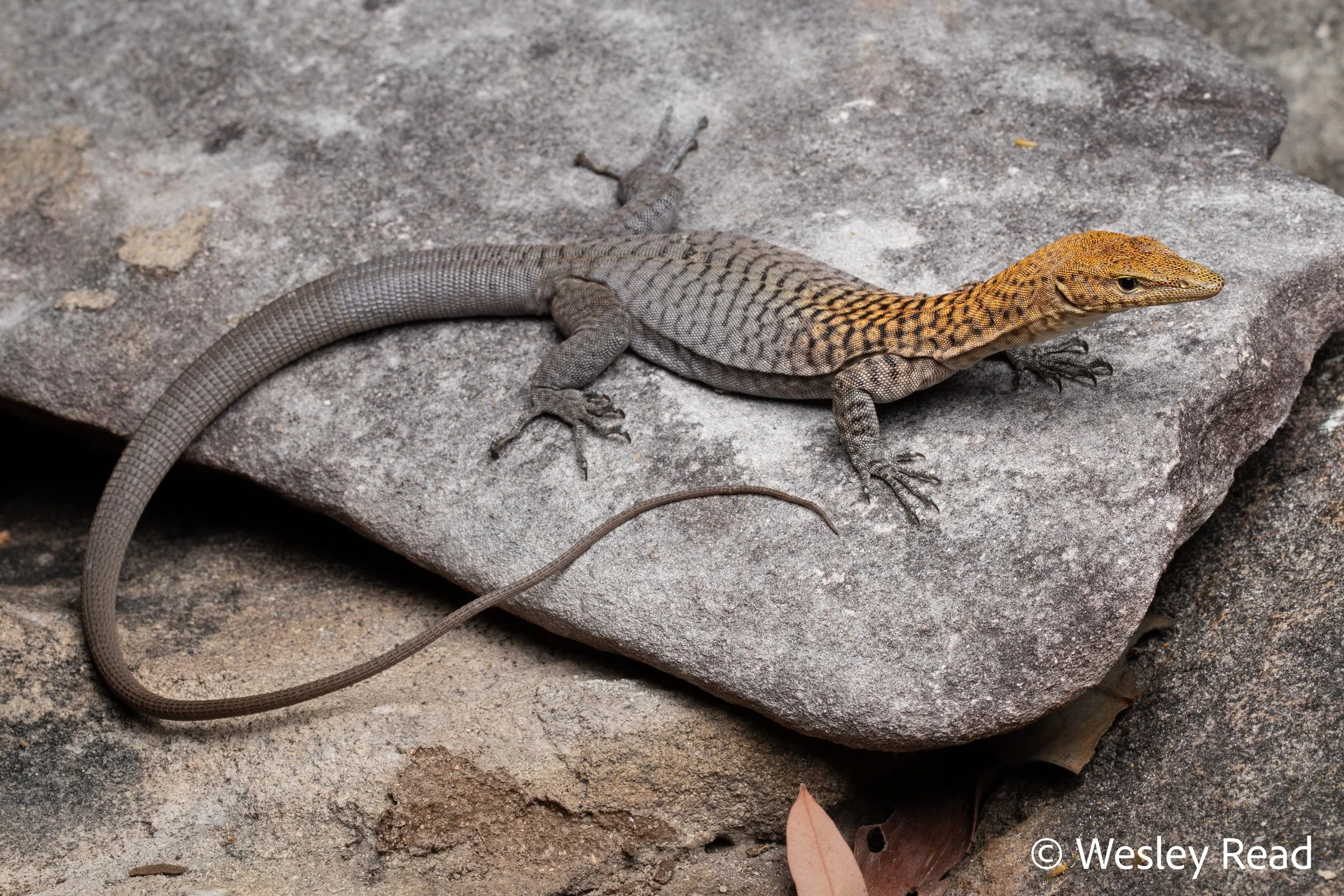 Varanus umbra. Gregory Range, Qld. 2023