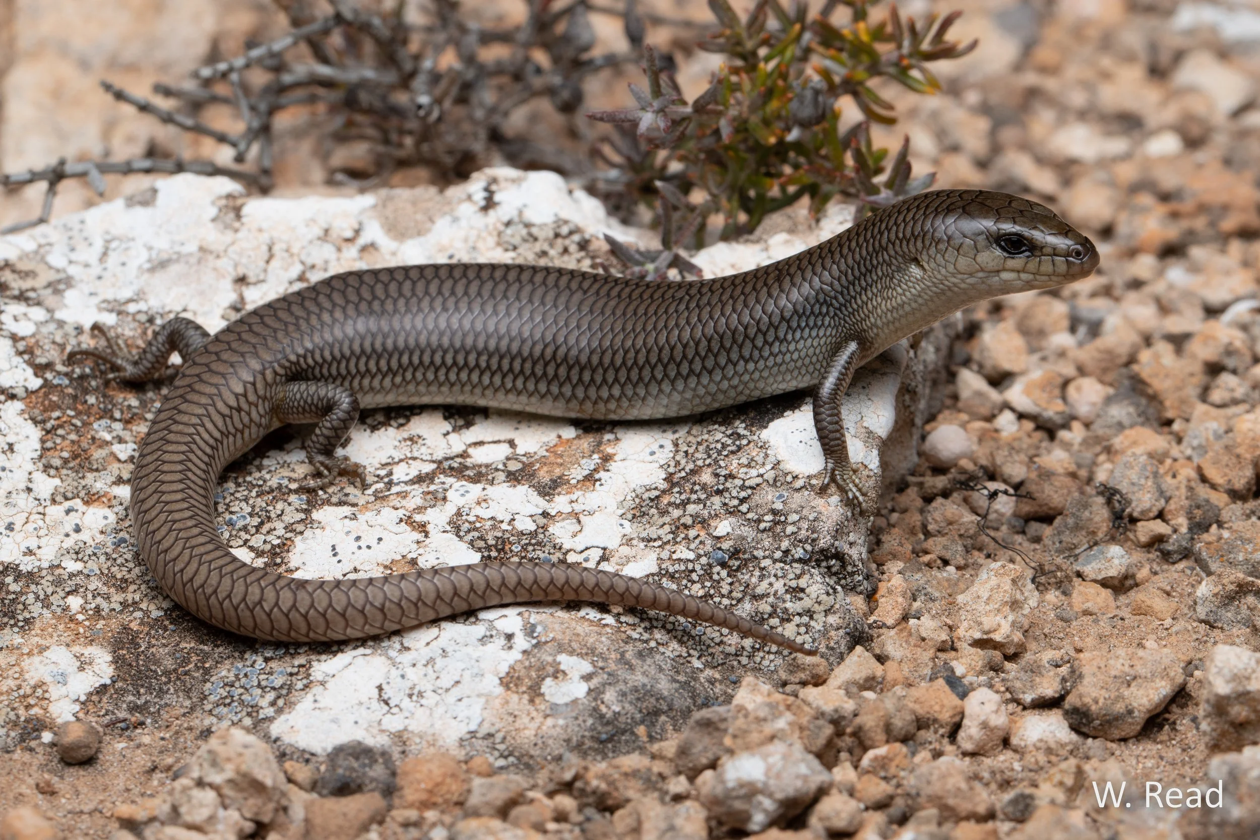 Cyclodomorphus melanops. Nullarbor, SA. 2022
